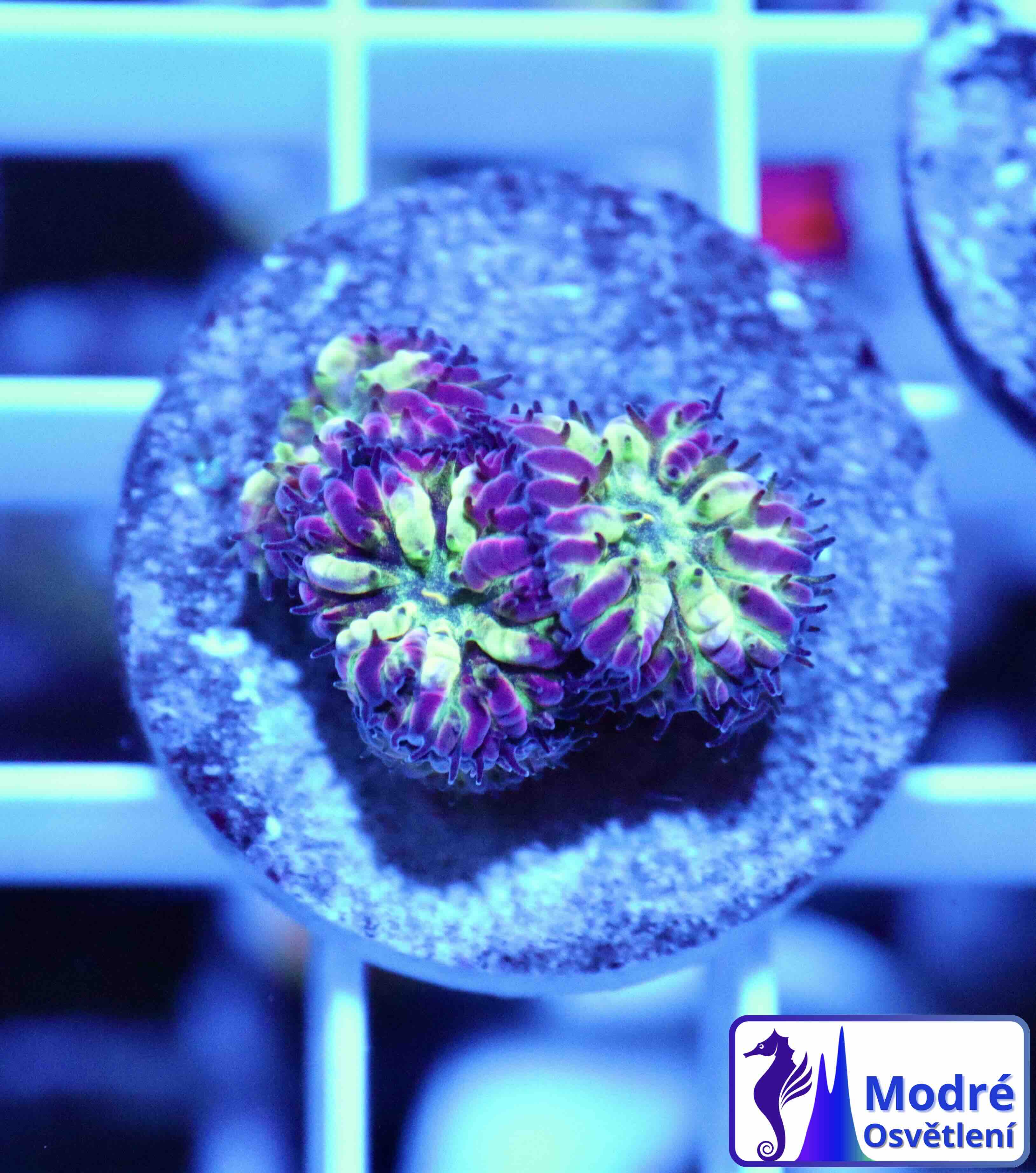 Blastomussa merletti "Frozen Eclipse" (S/M), WYSIWYG65