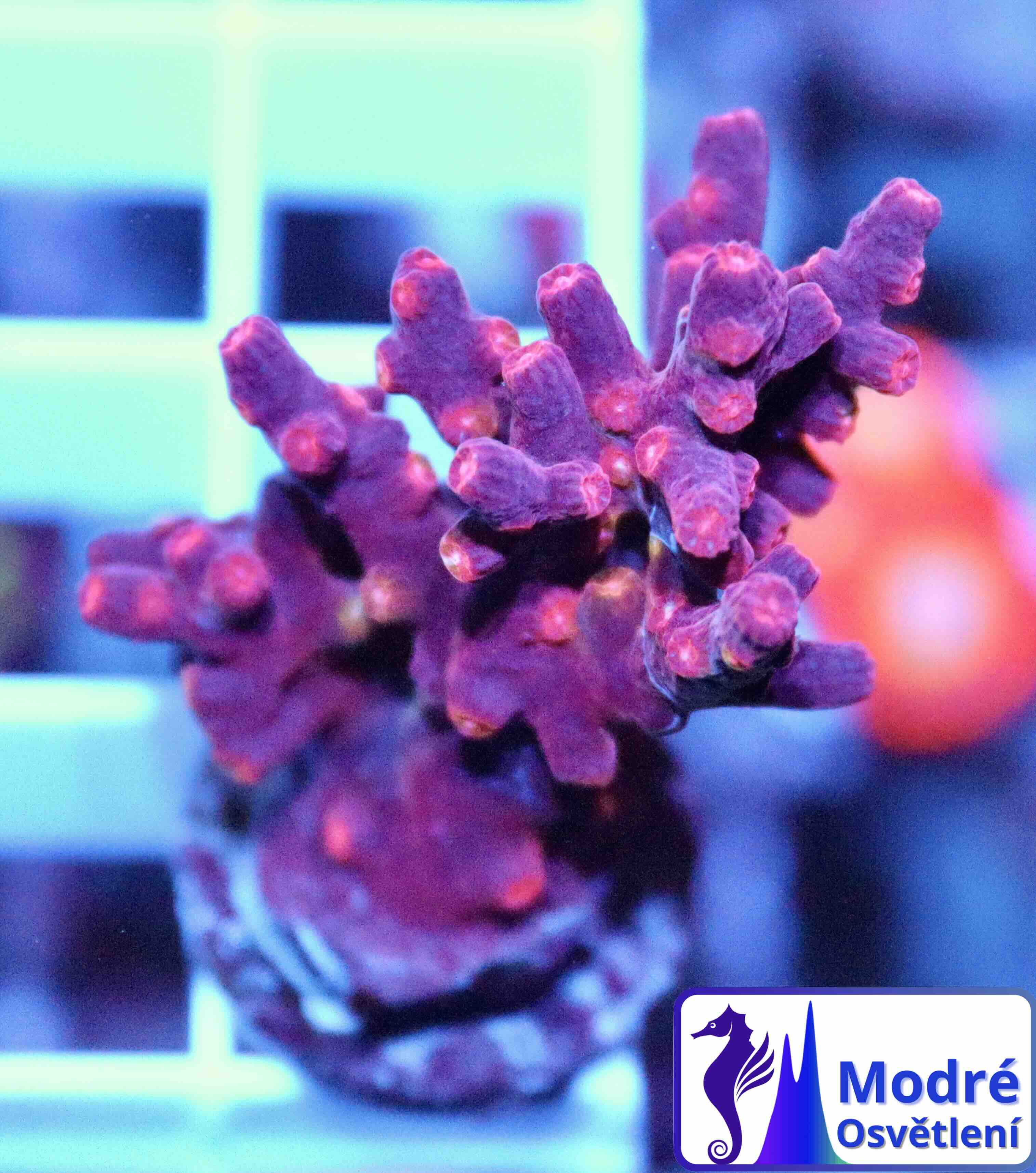 Cyphastrea decadia (M), WYSIWYG139