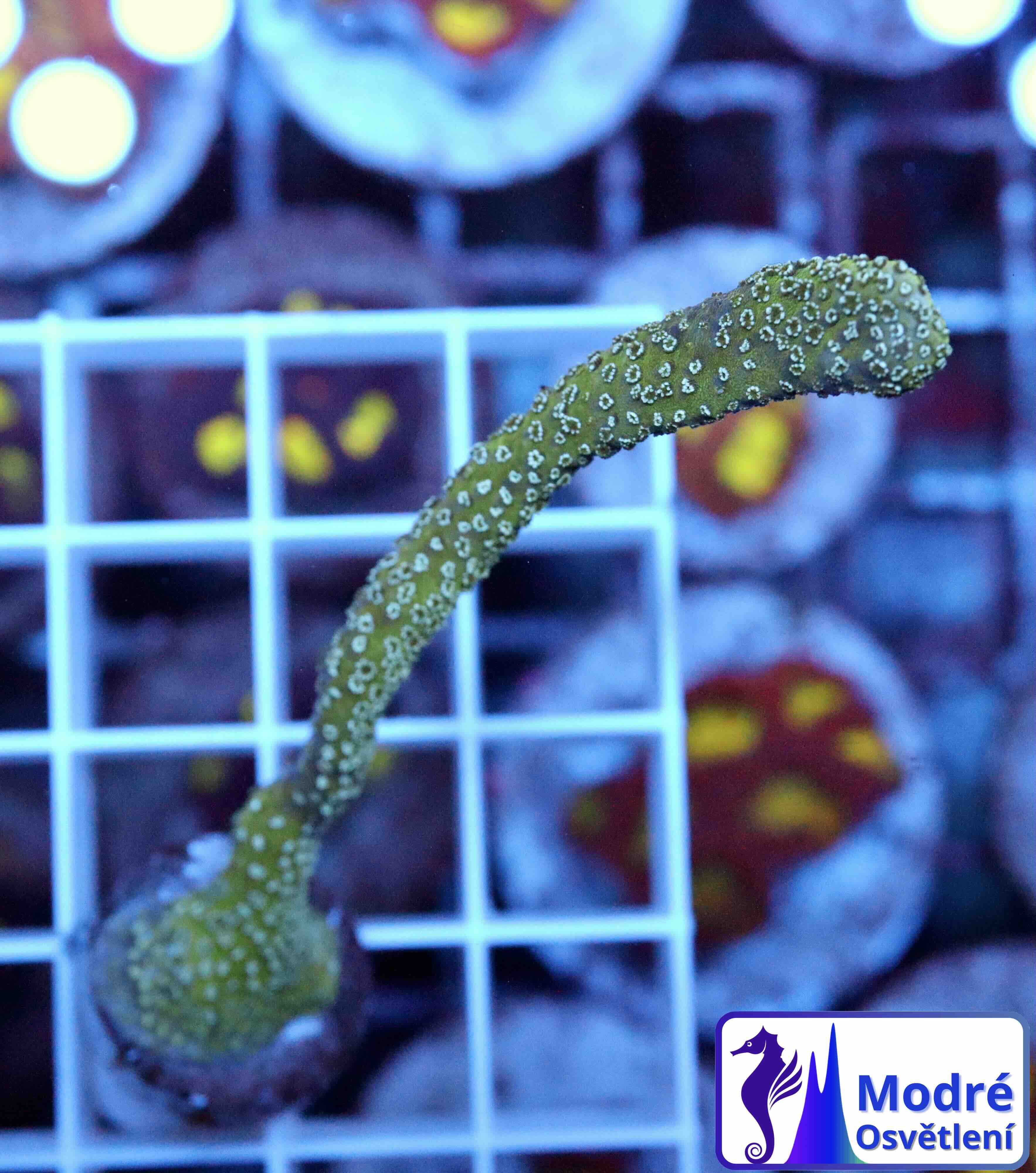 Montipora digitata "blue" (S/M)