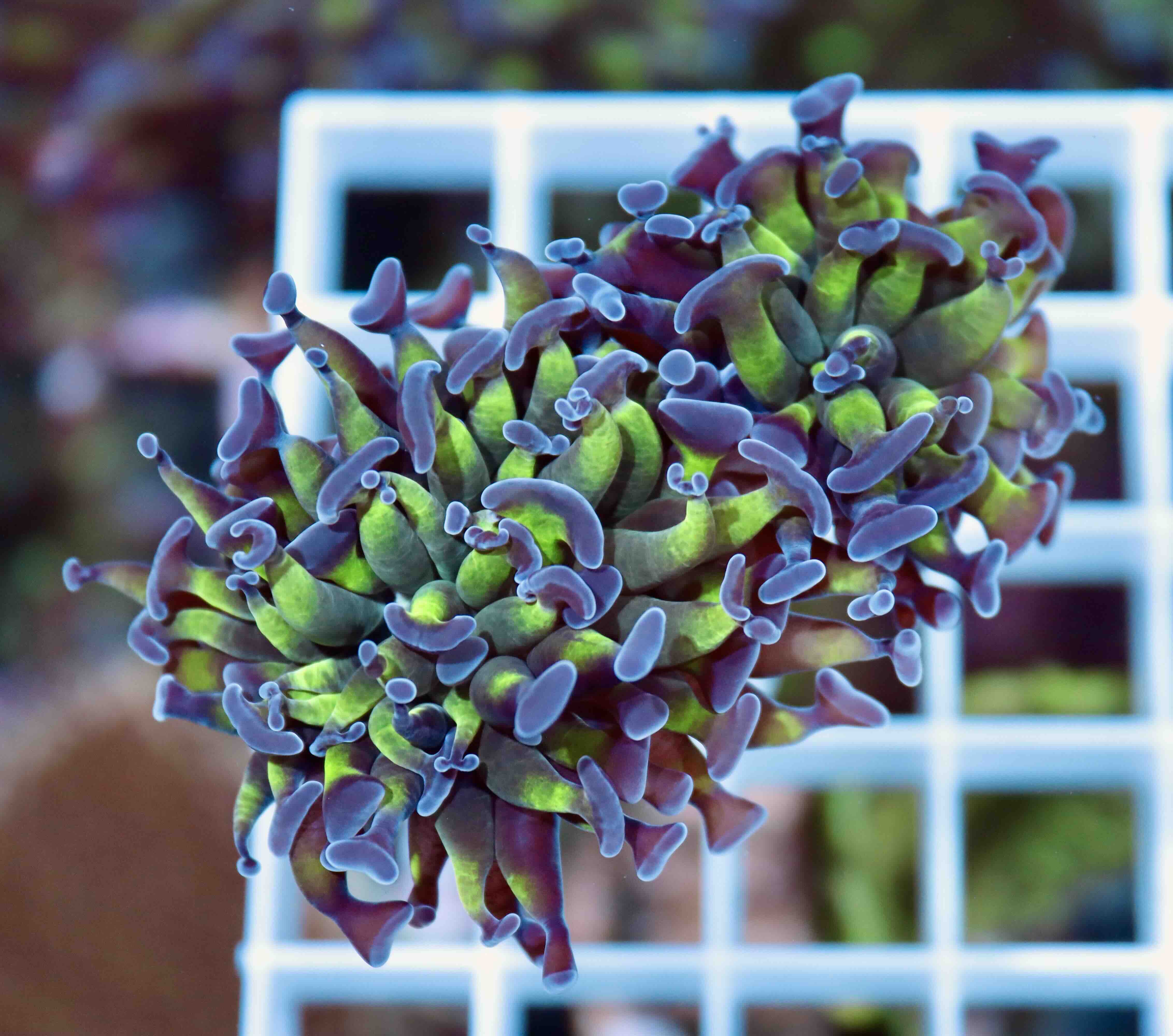Euphyllia paraancora Two Tone (M/L)