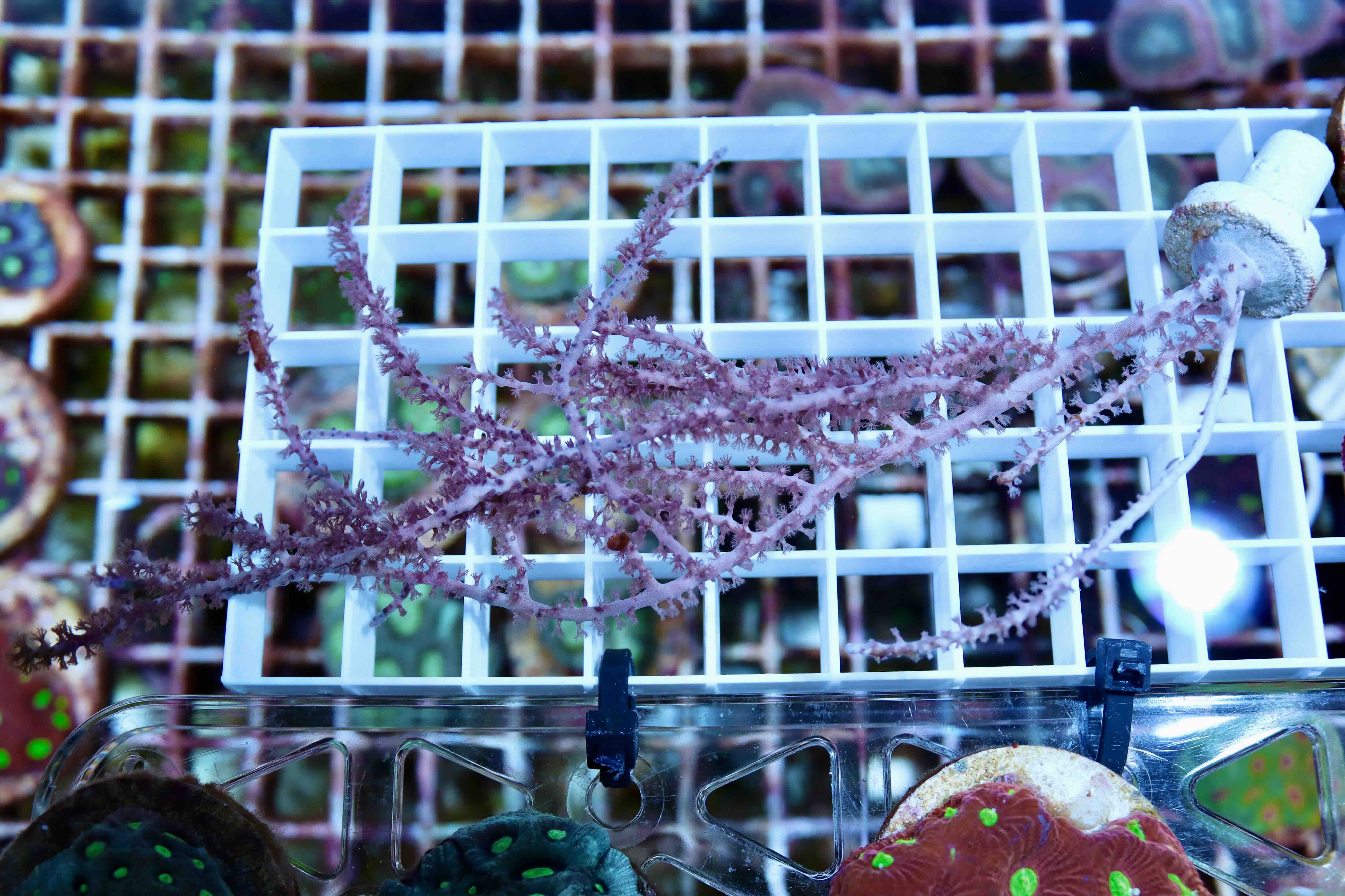 Pinnigorgia (M/L)