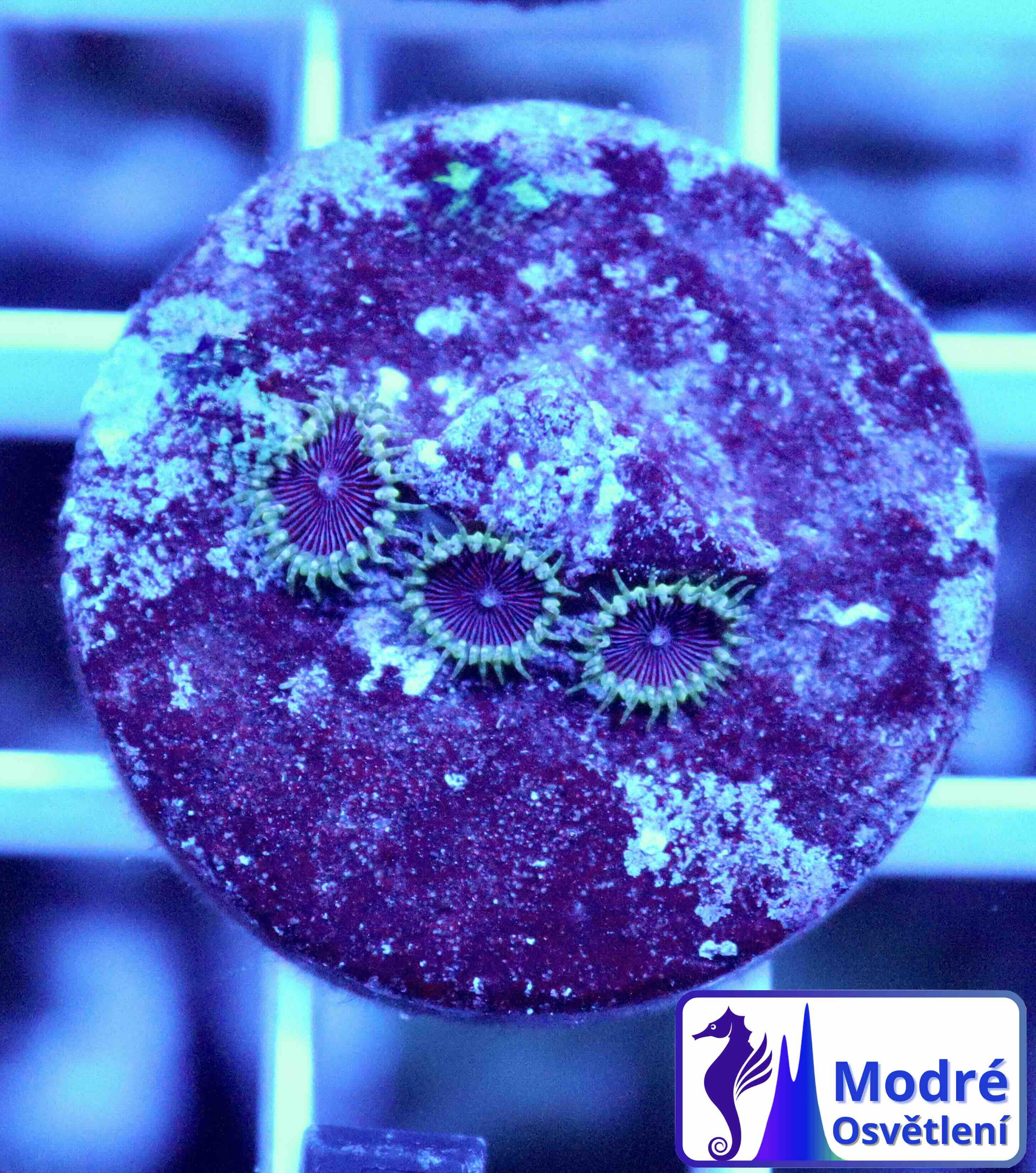 Palythoa Purple Death (S), WYSIWYG103
