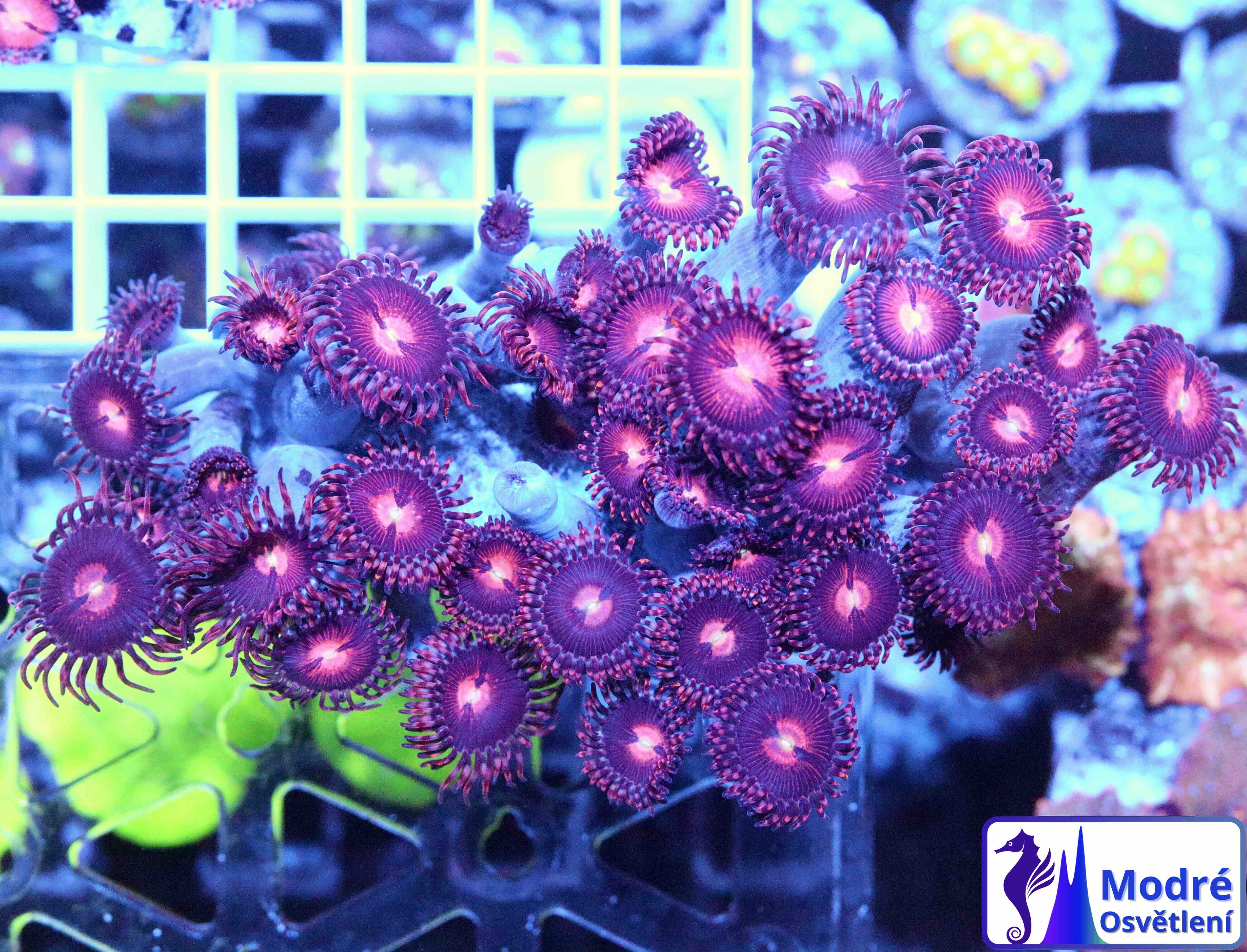 Zoanthus Alien Explosion (XL), WYSIWYG116.3