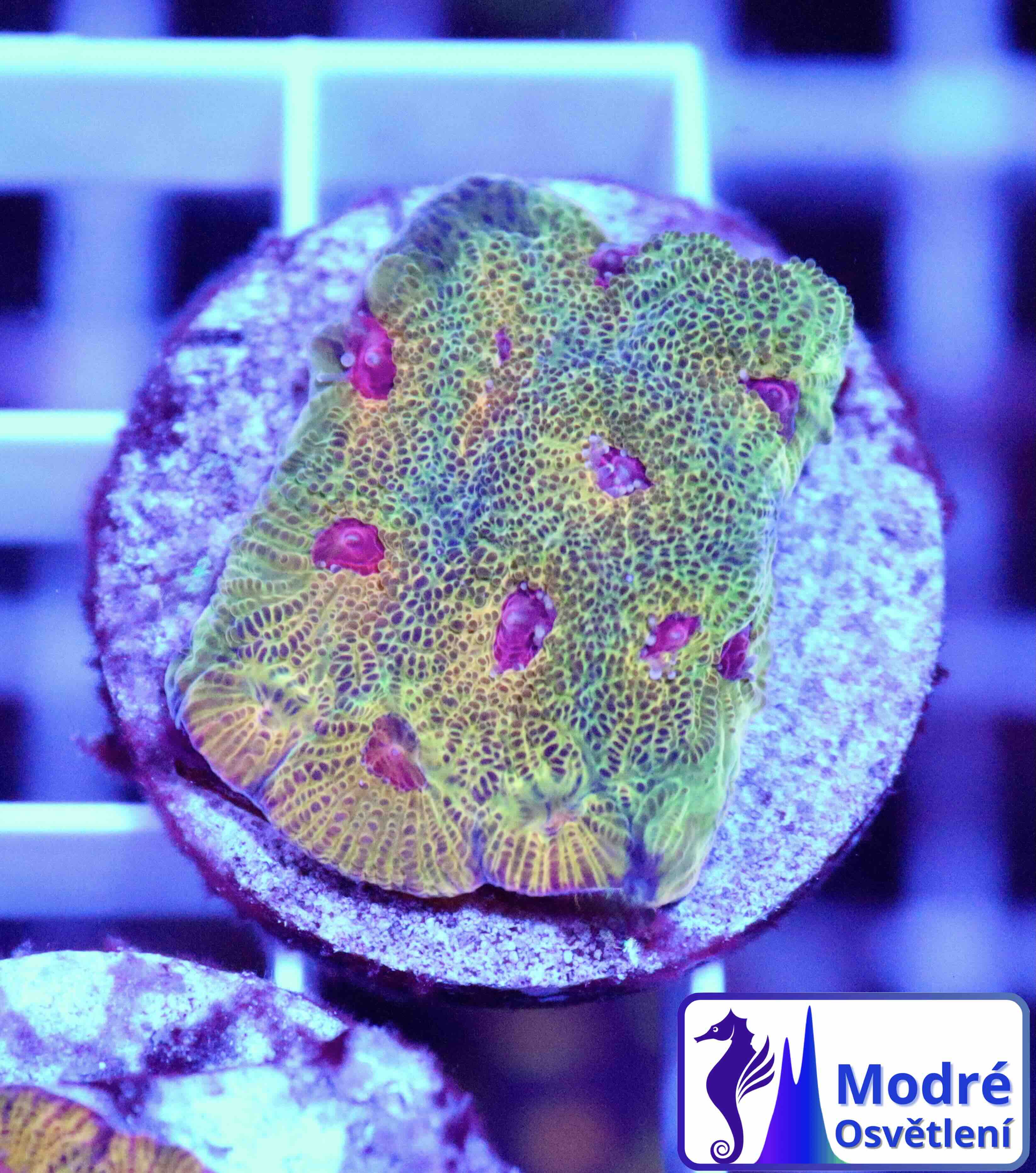 Favites Candy Corn (M), WYSIWYG150
