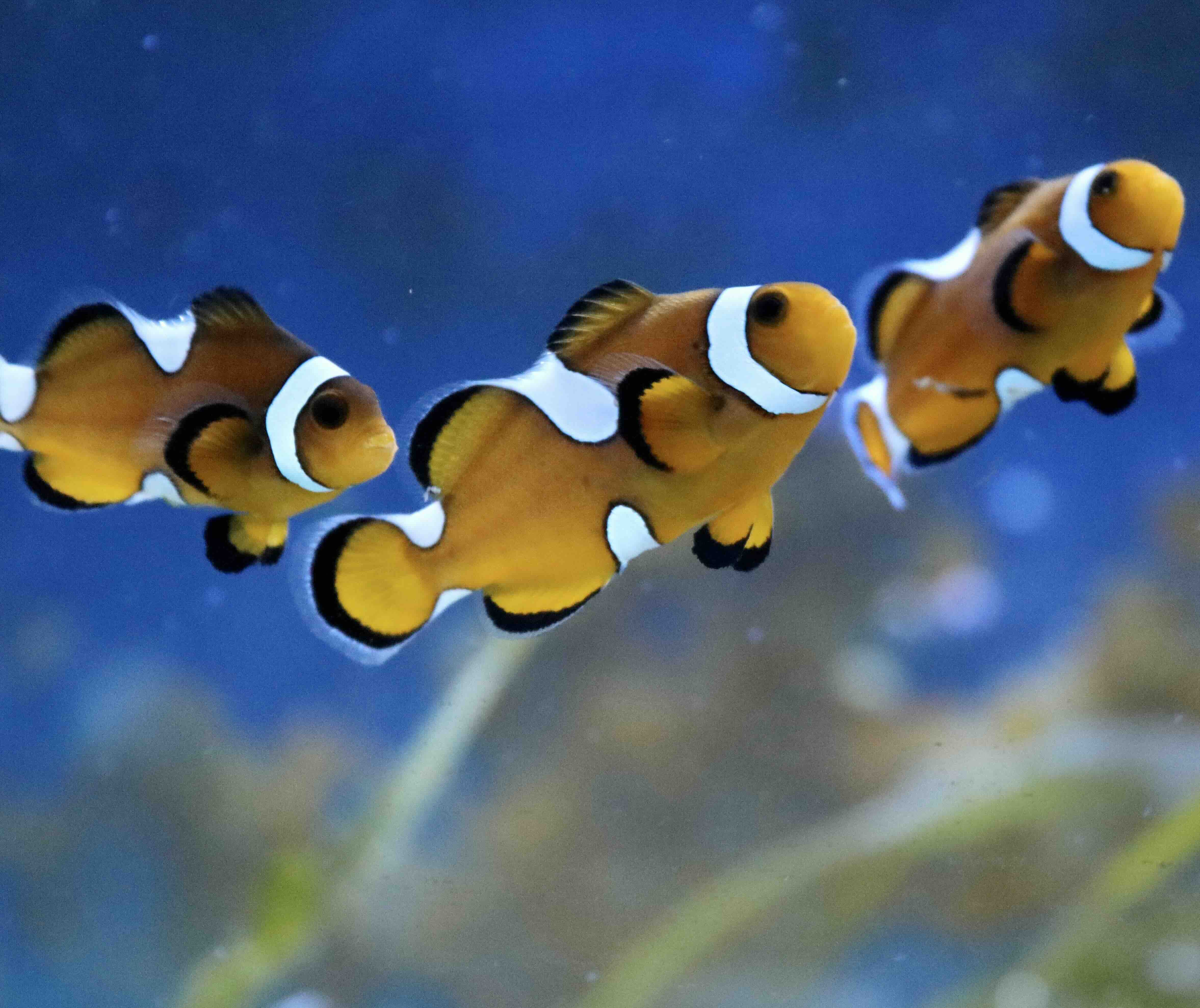 Amphiprion Ocellaris Misbar