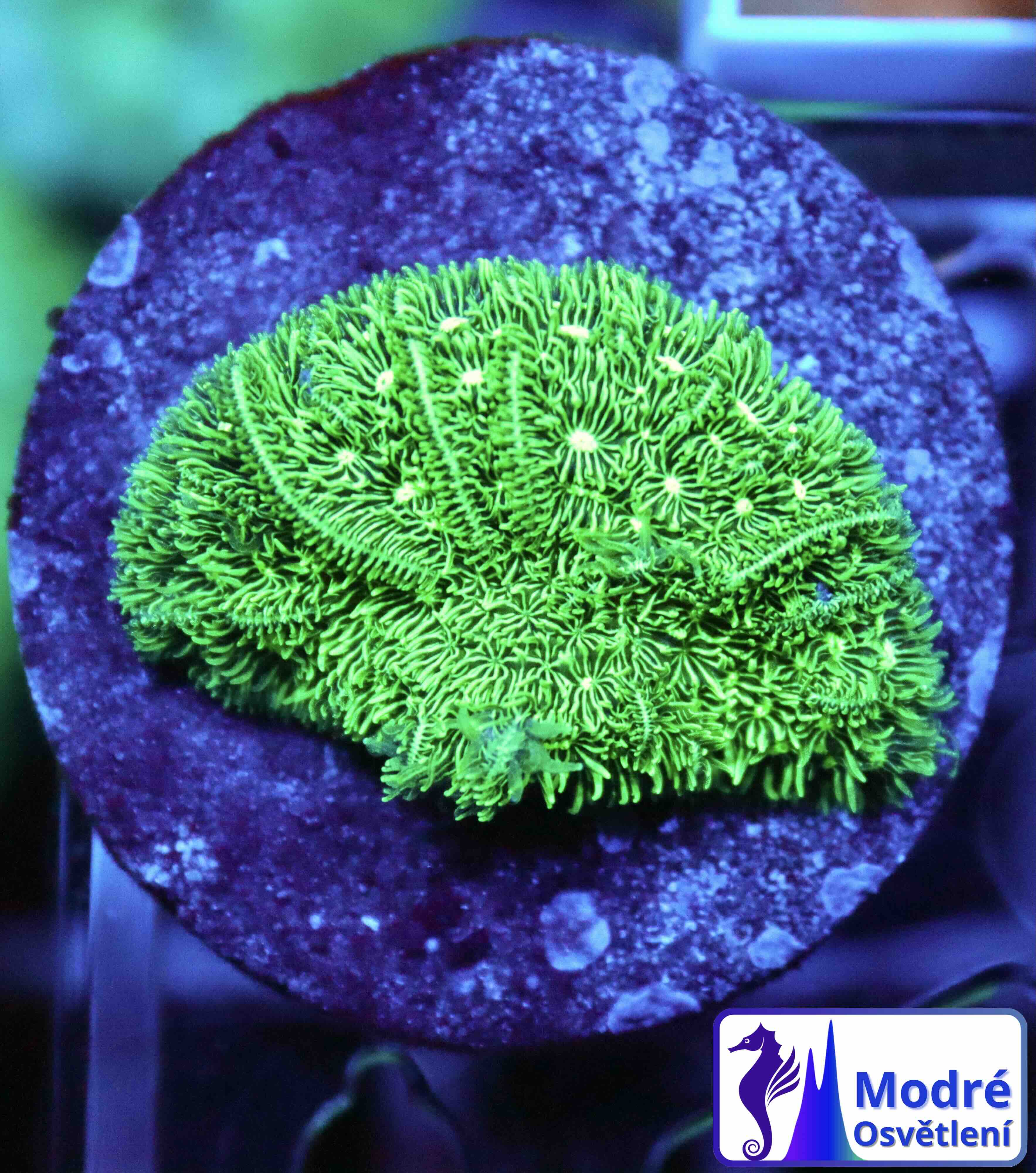 Pavona cactus green (S/M)