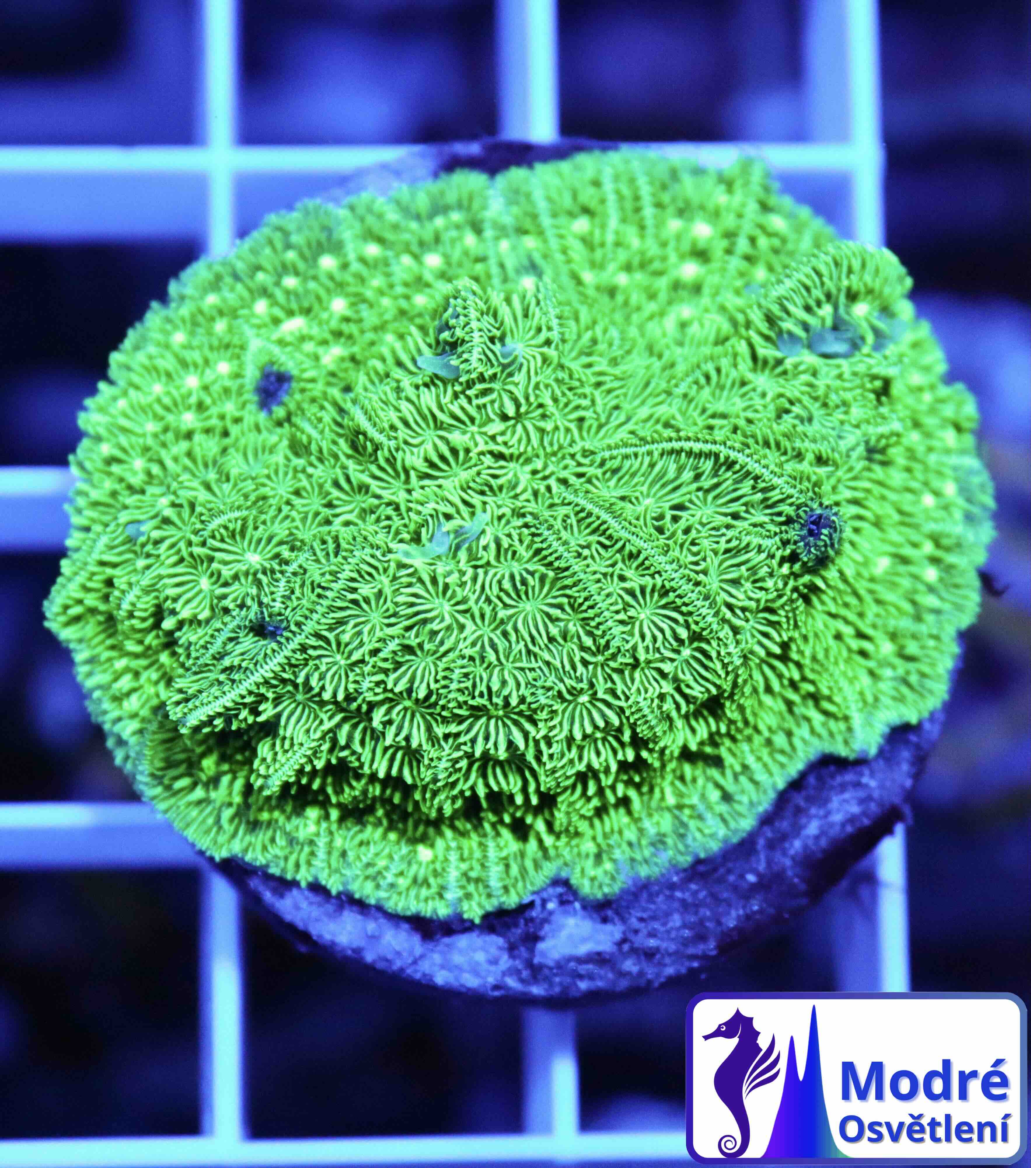 Pavona cactus green (M)