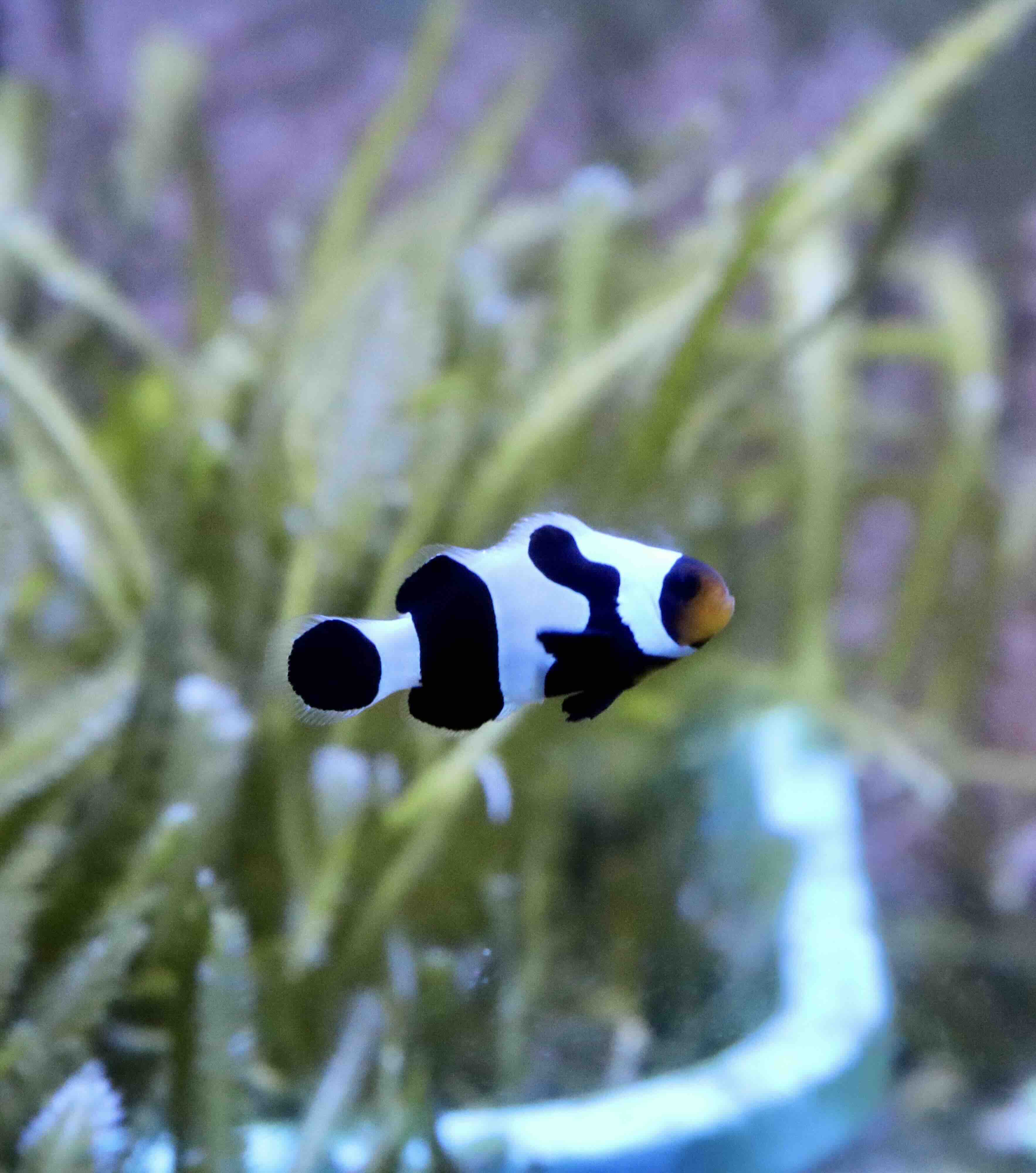 Amphiprion Ocellaris Gladiátor