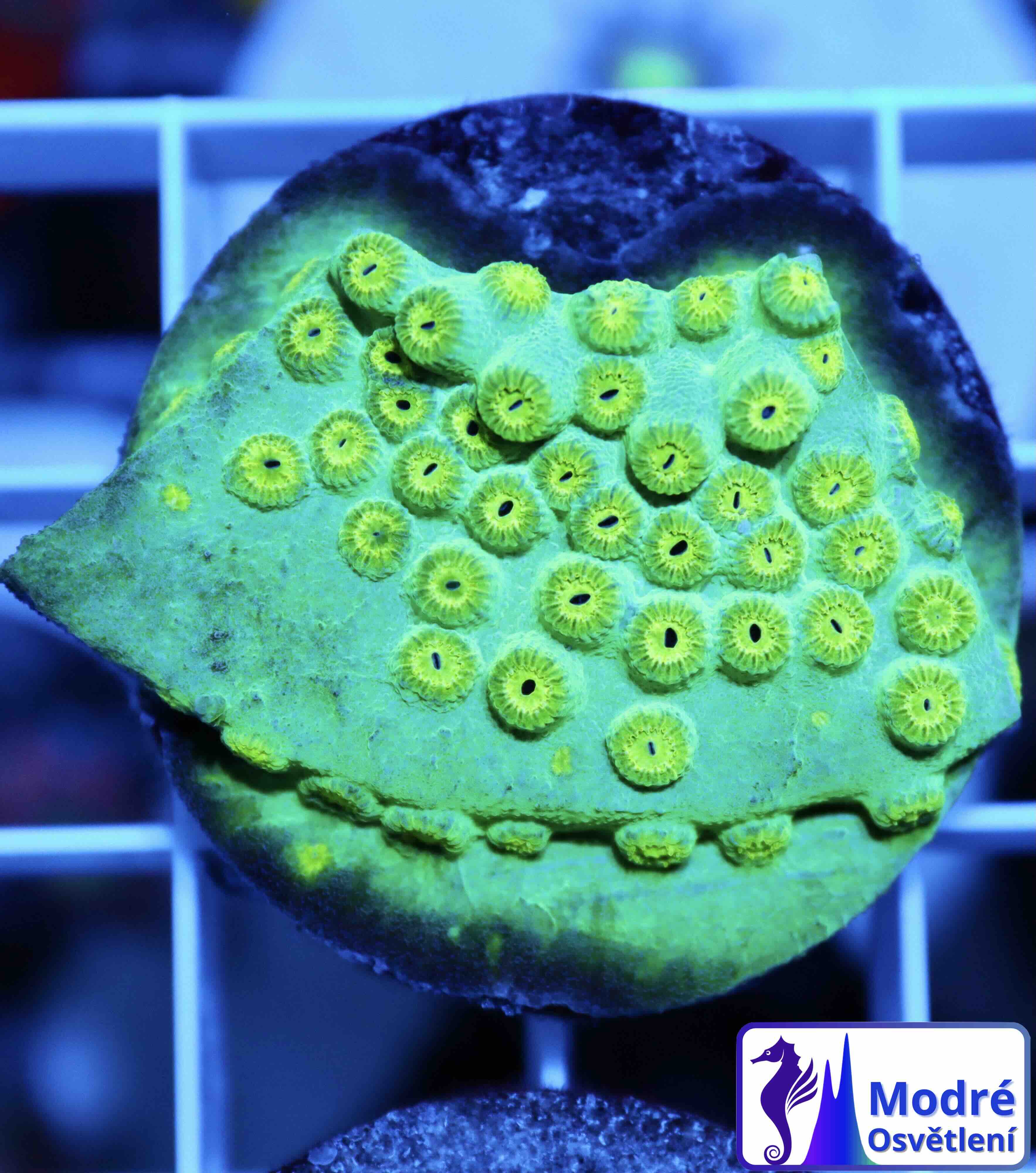 Cyphastrea Ultra Green (M)