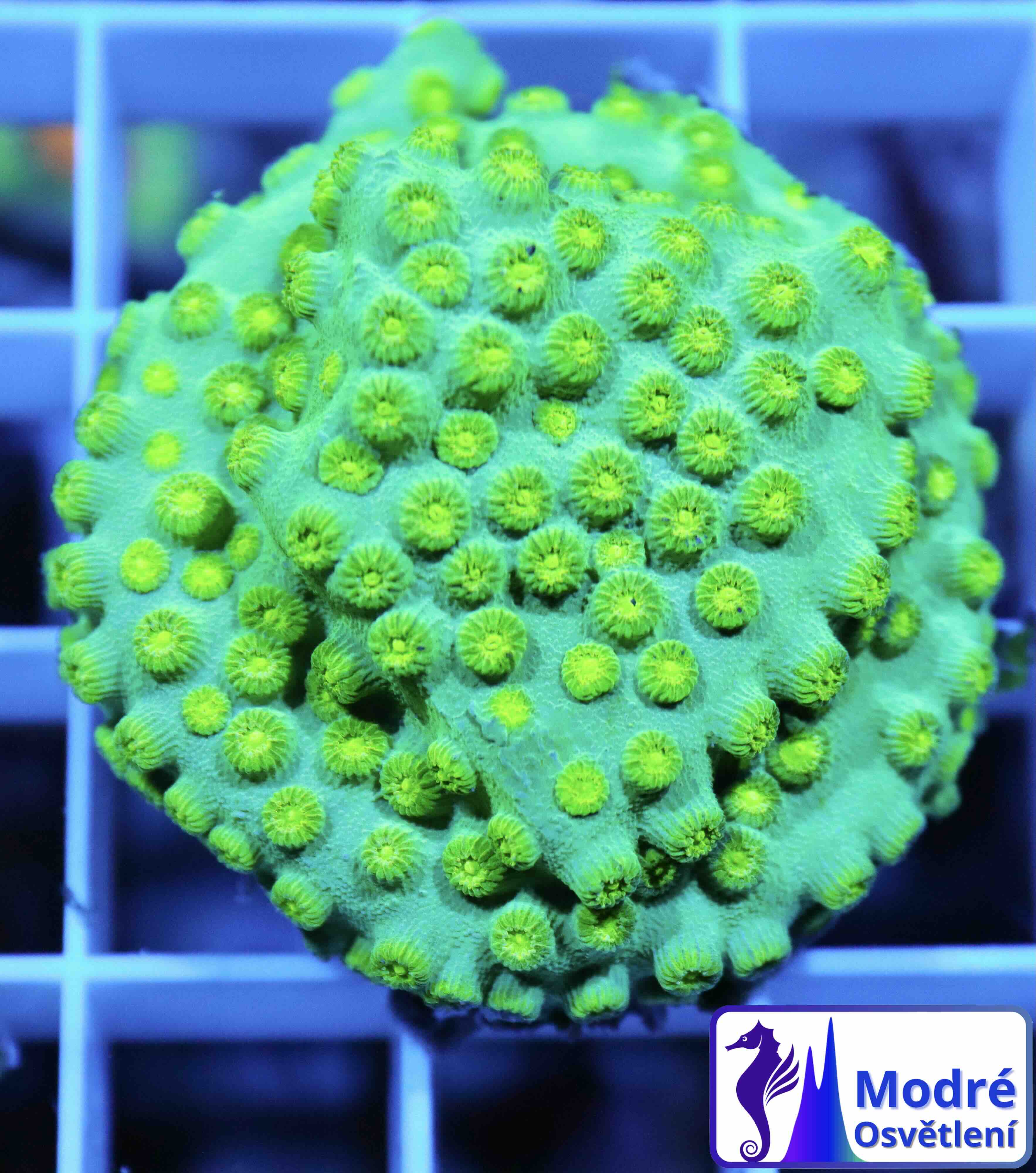 Cyphastrea Ultra Green (M)