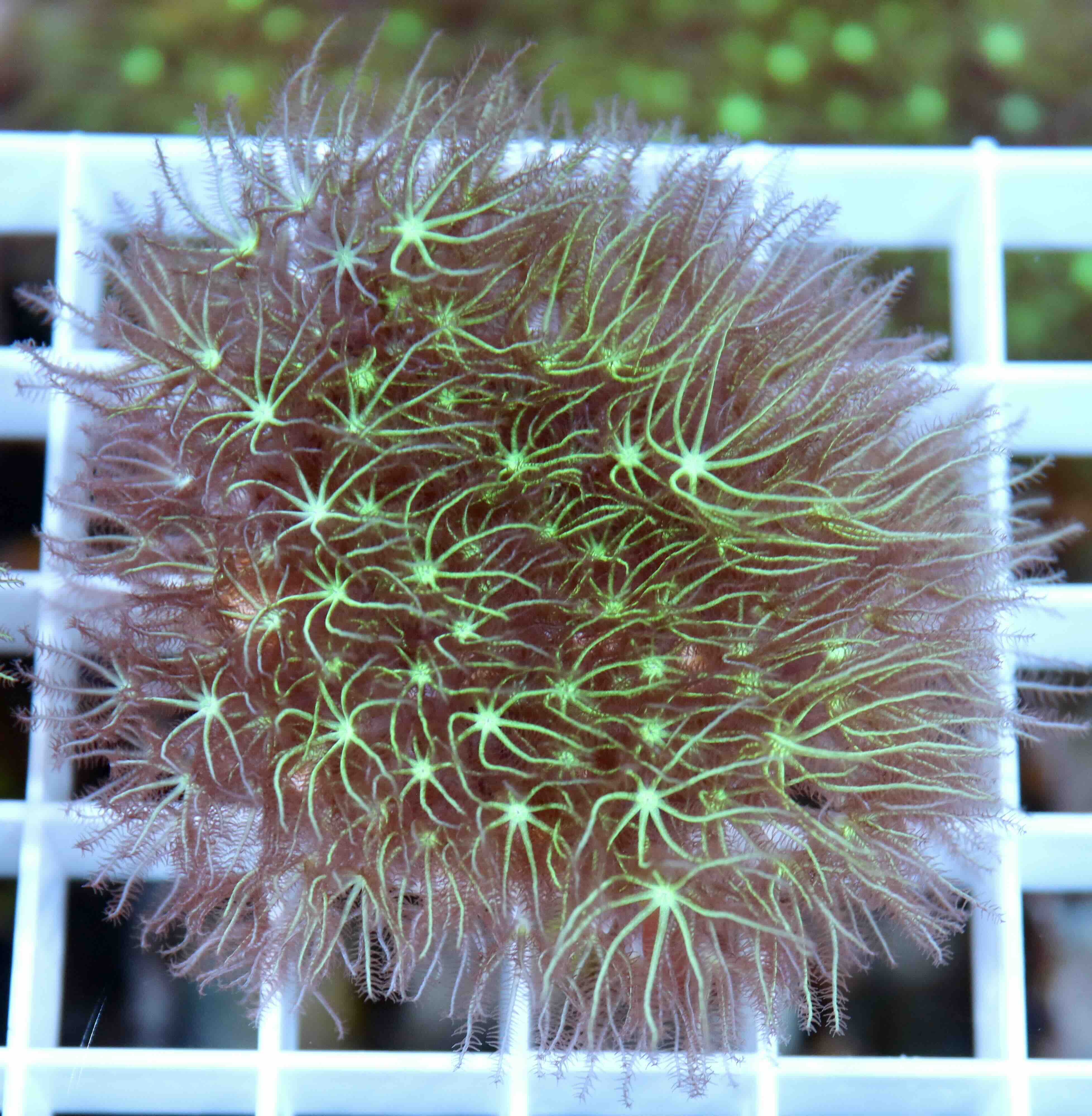 Pachyclavularia violacea (M)