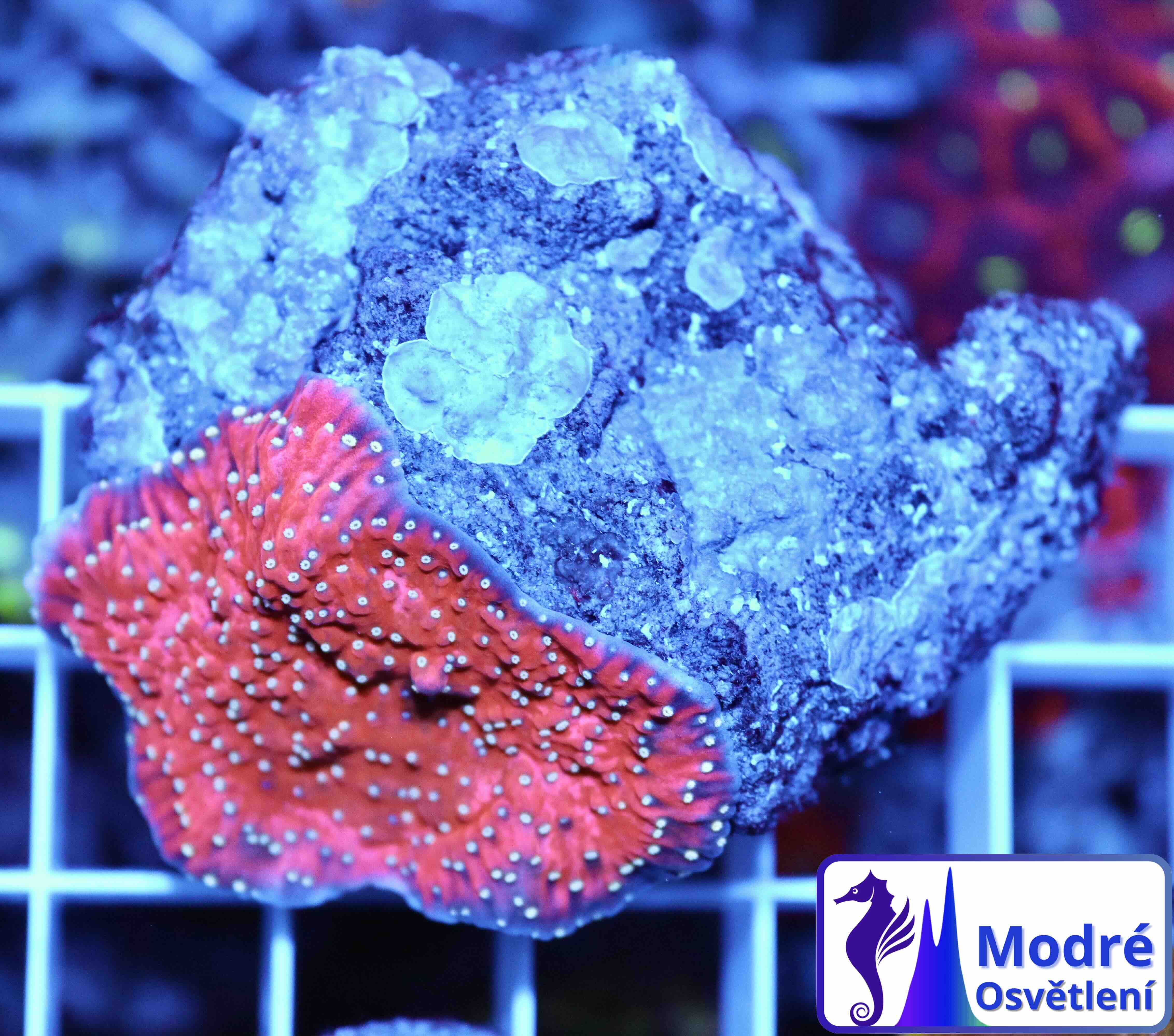 Montipora red (white polyps) (M), WYSIWYGa044