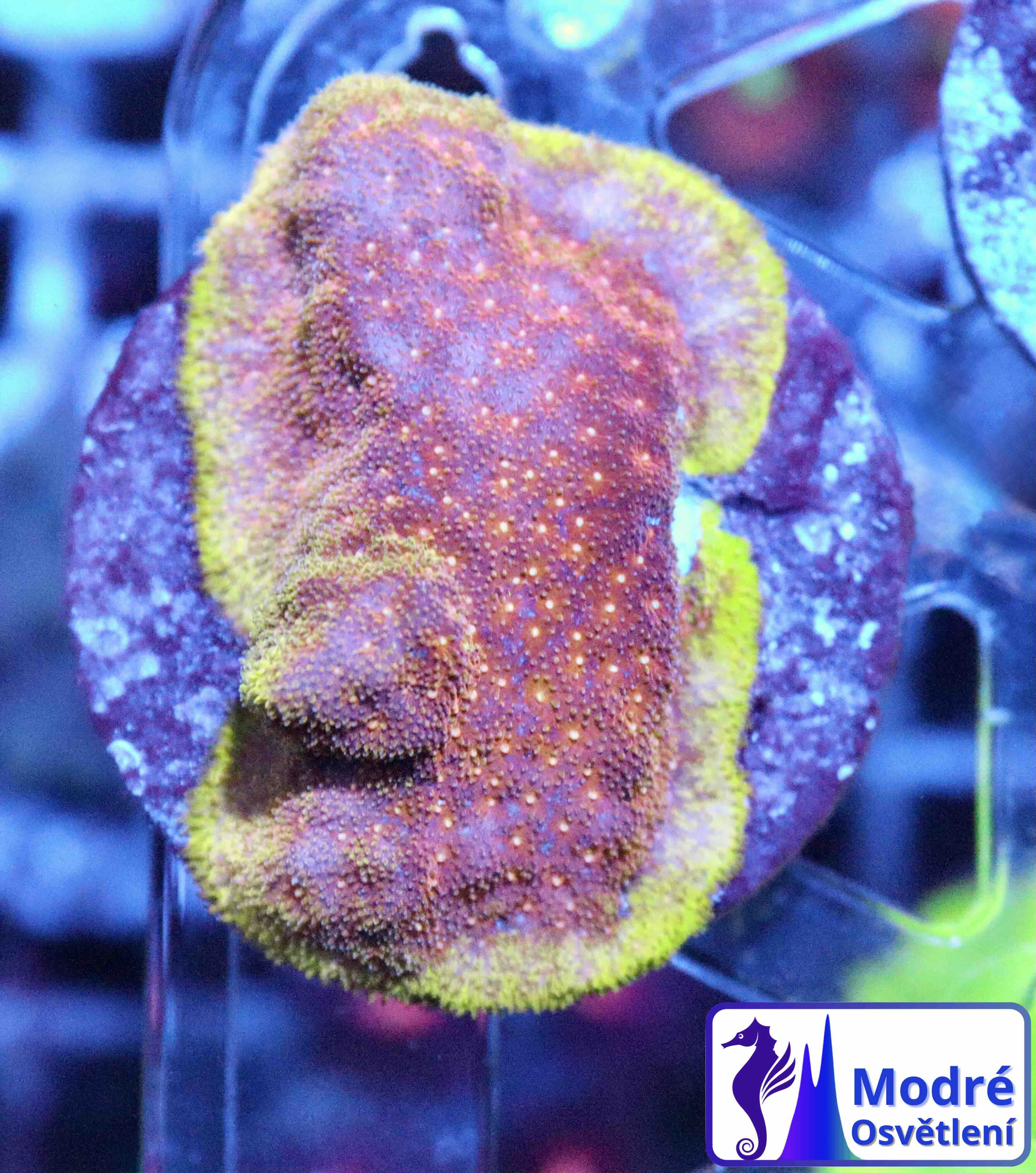 Psammocora Watermelon (M)