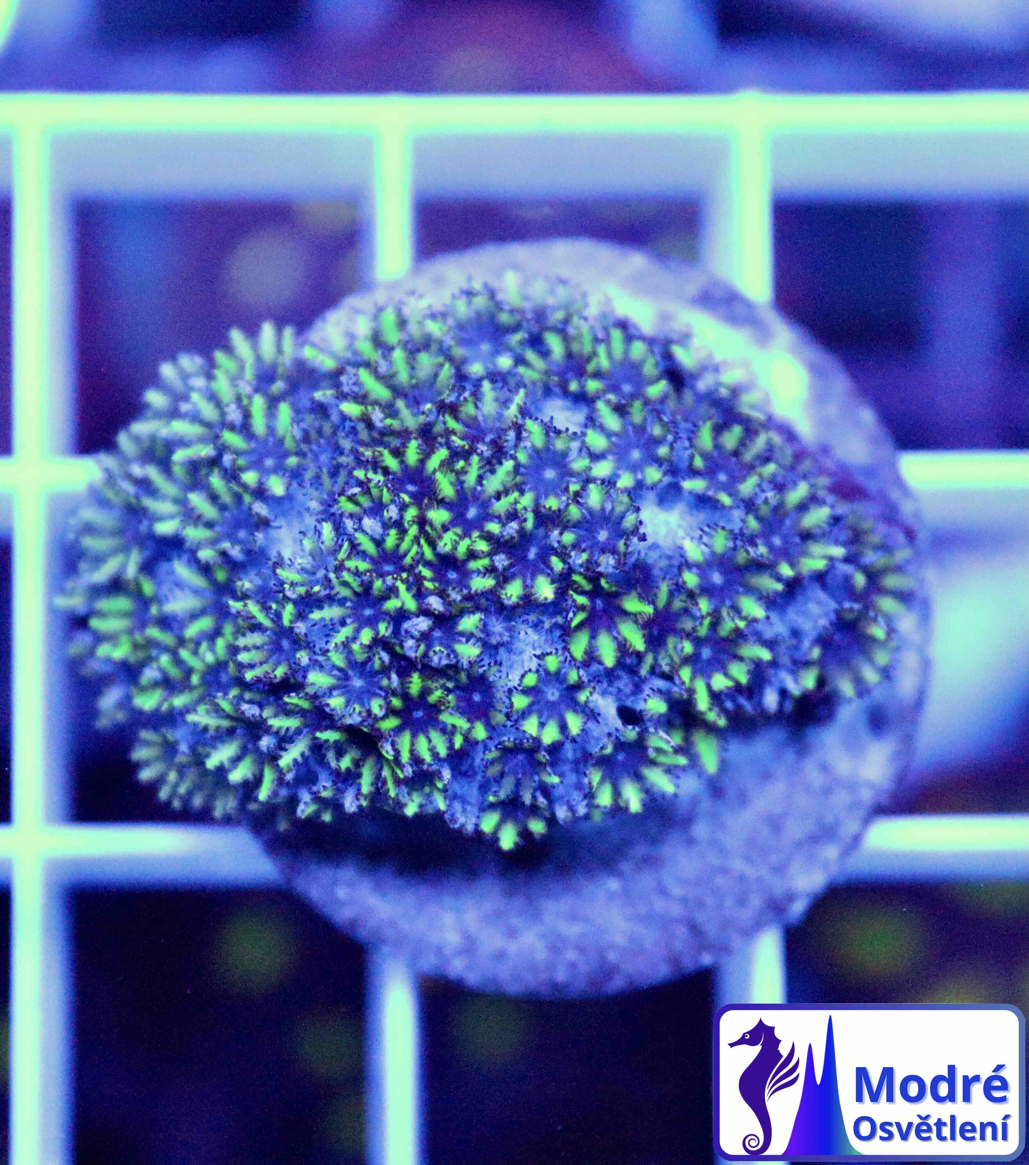 Sympodium Blue & Green (M), WYSIWYG70,1