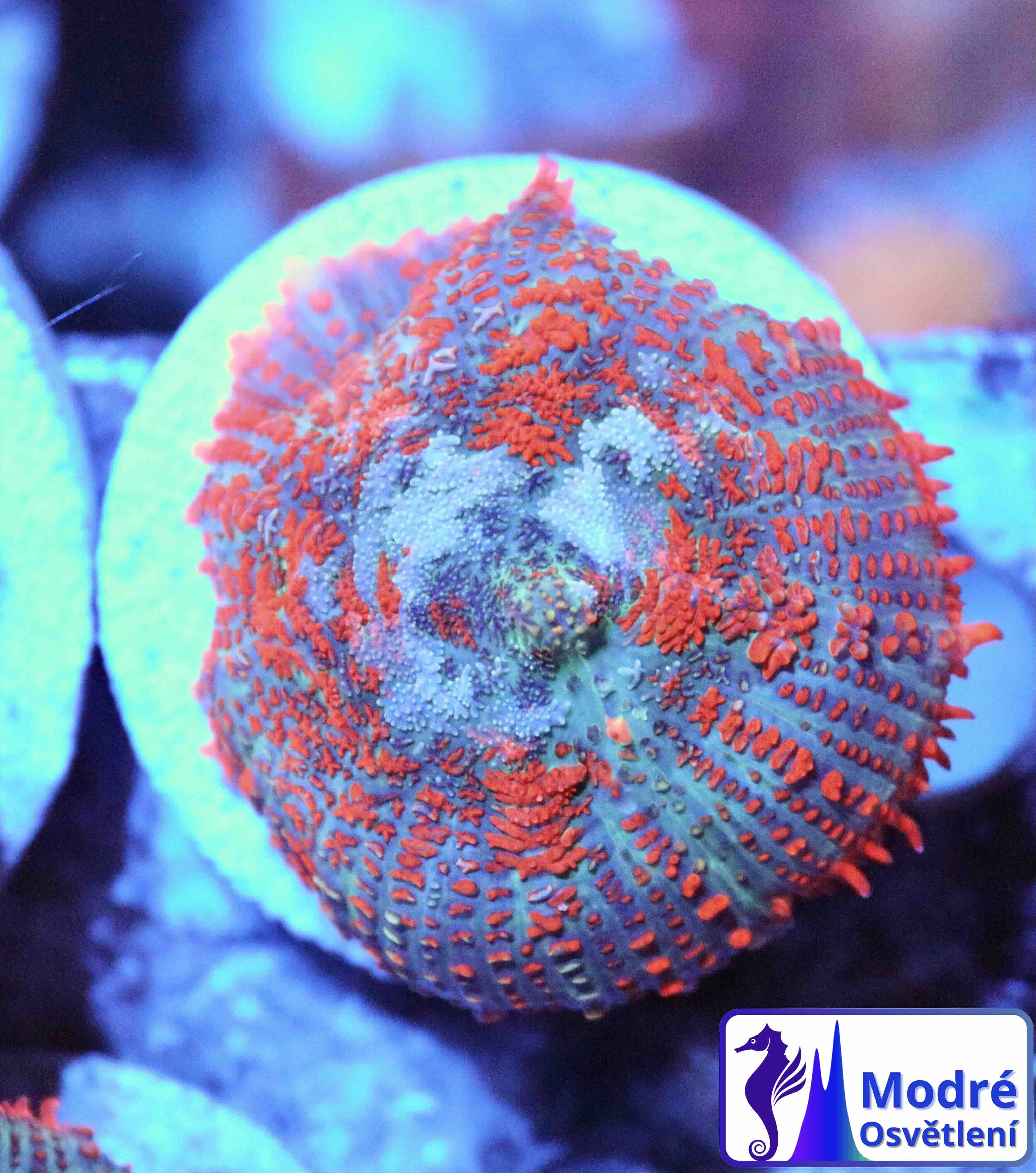 Rhodactis inchoata Ultra Orange (1 polyp)