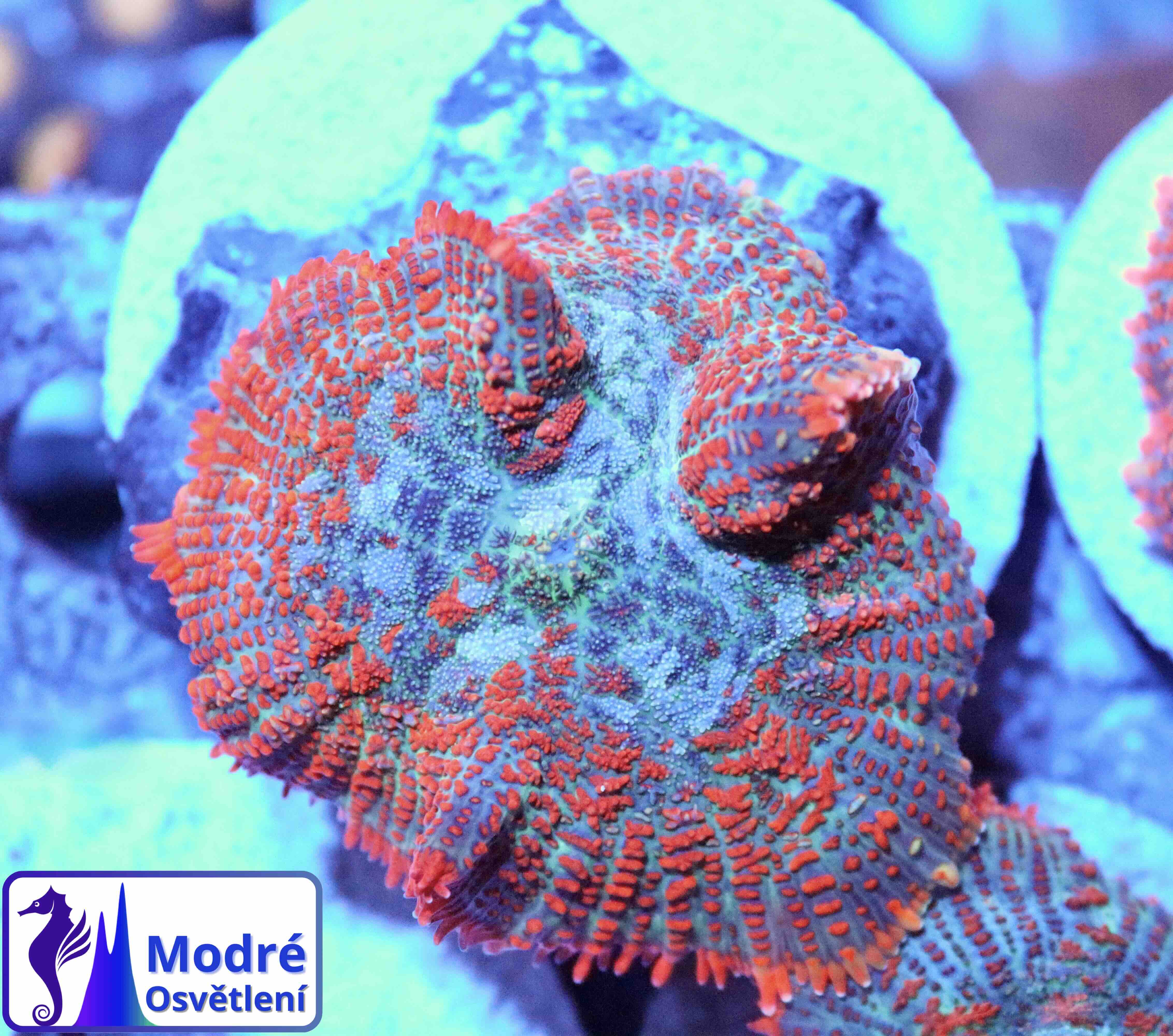 Rhodactis inchoata Ultra Orange (1 polyp), WYSIWYG17,1