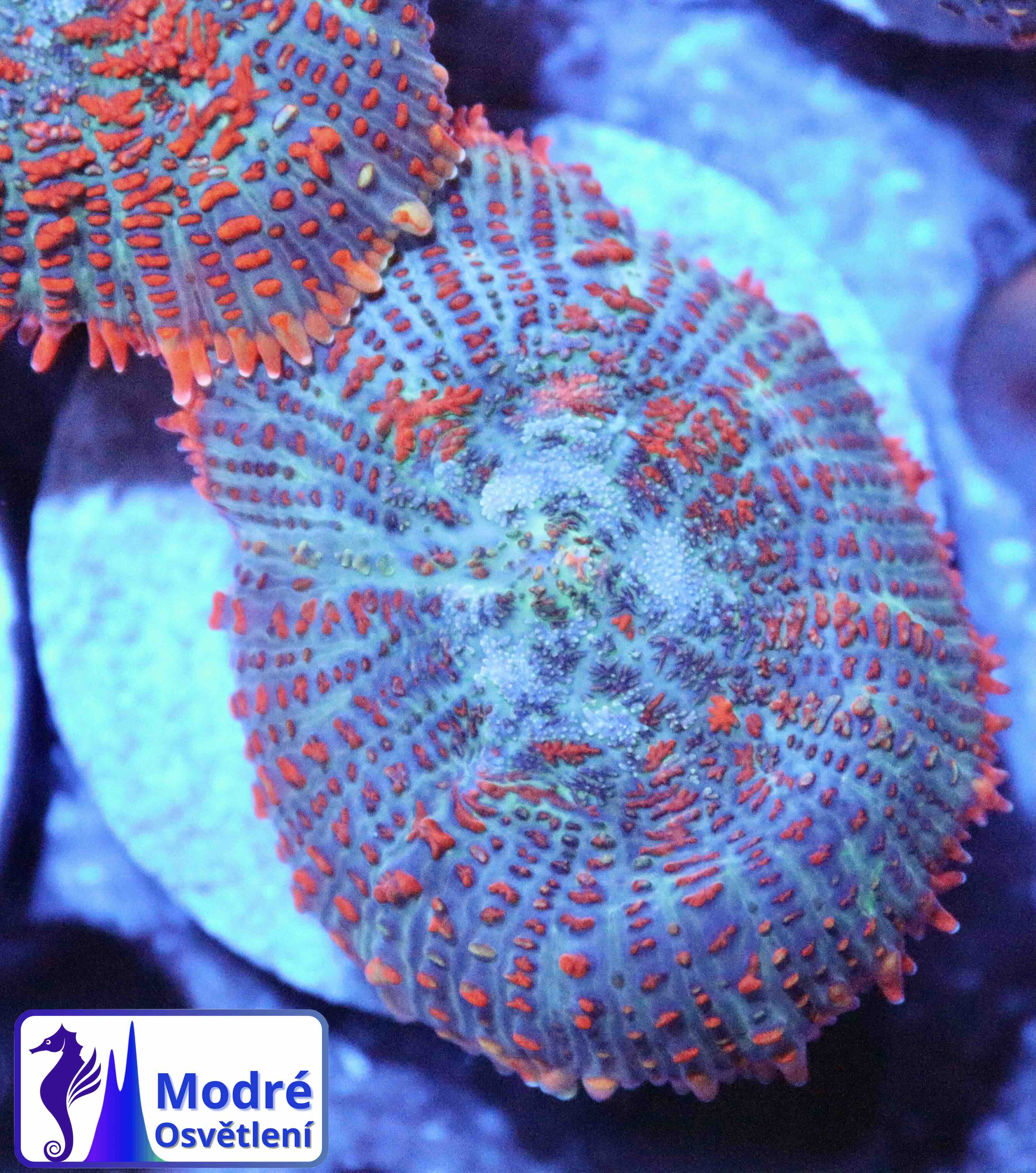 Rhodactis inchoata Ultra Orange (1 polyp), WYSIWYG17,2