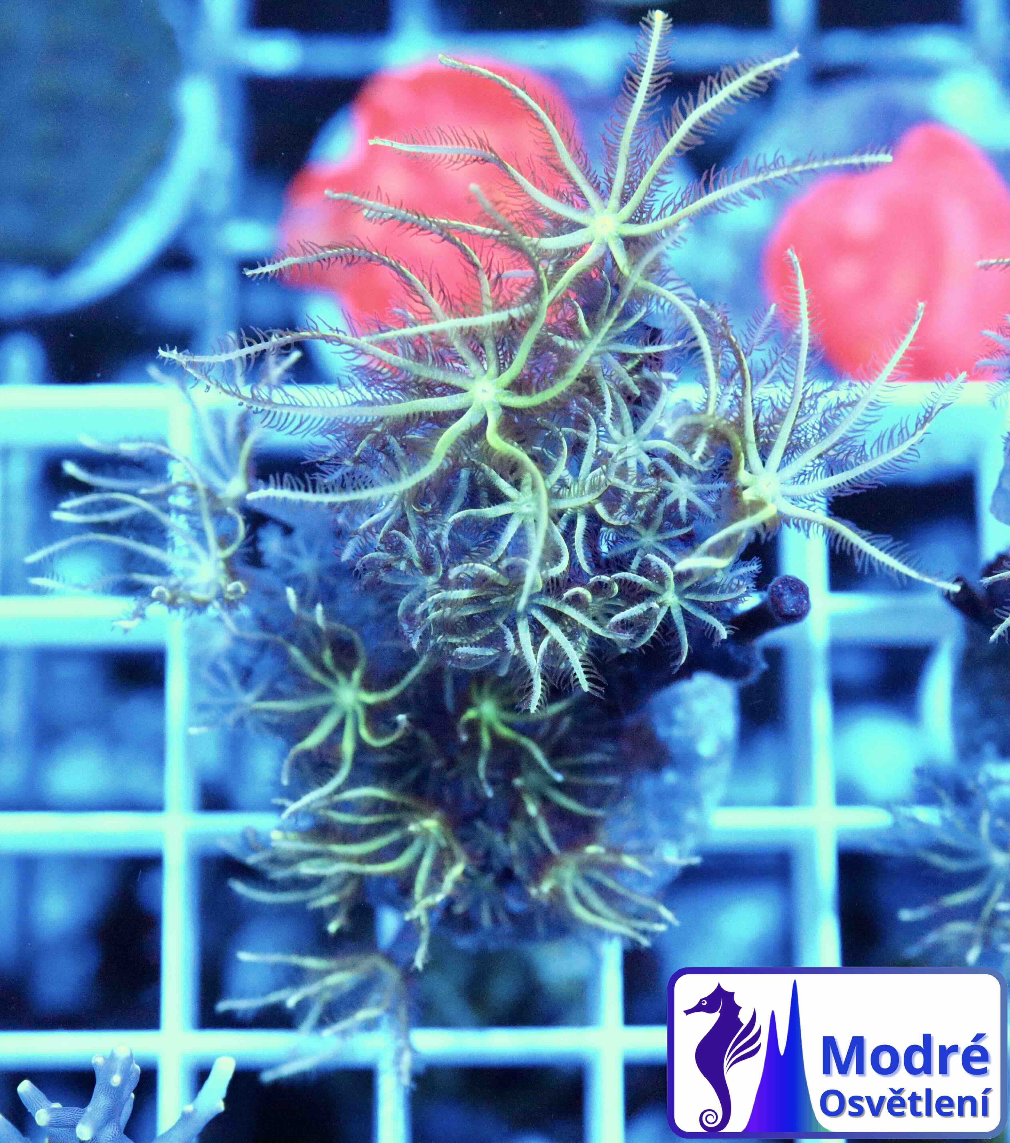 Tubipora musica Yellow/Green Polyp (M)