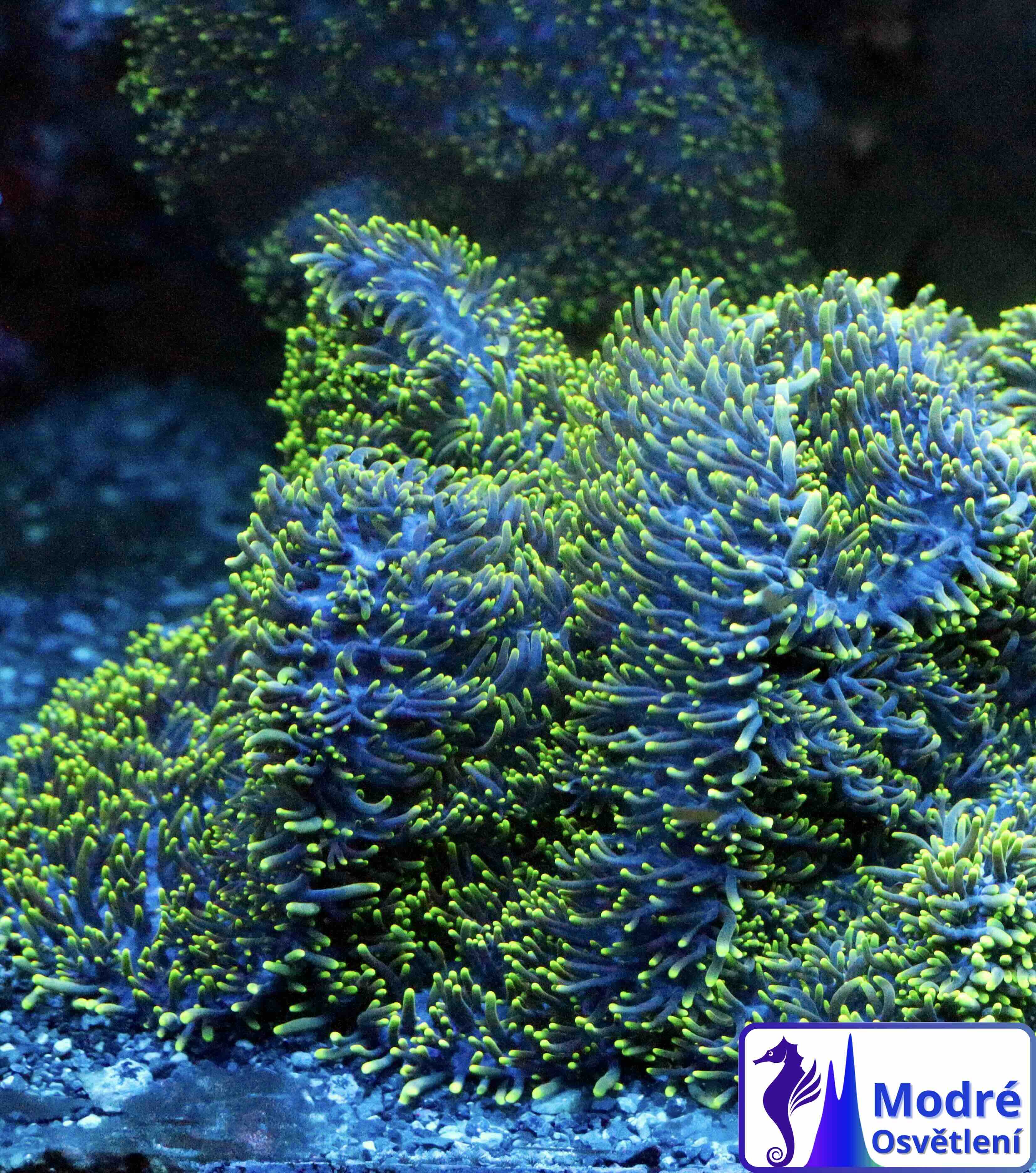 Rhodactis indosinensis Green (M)
