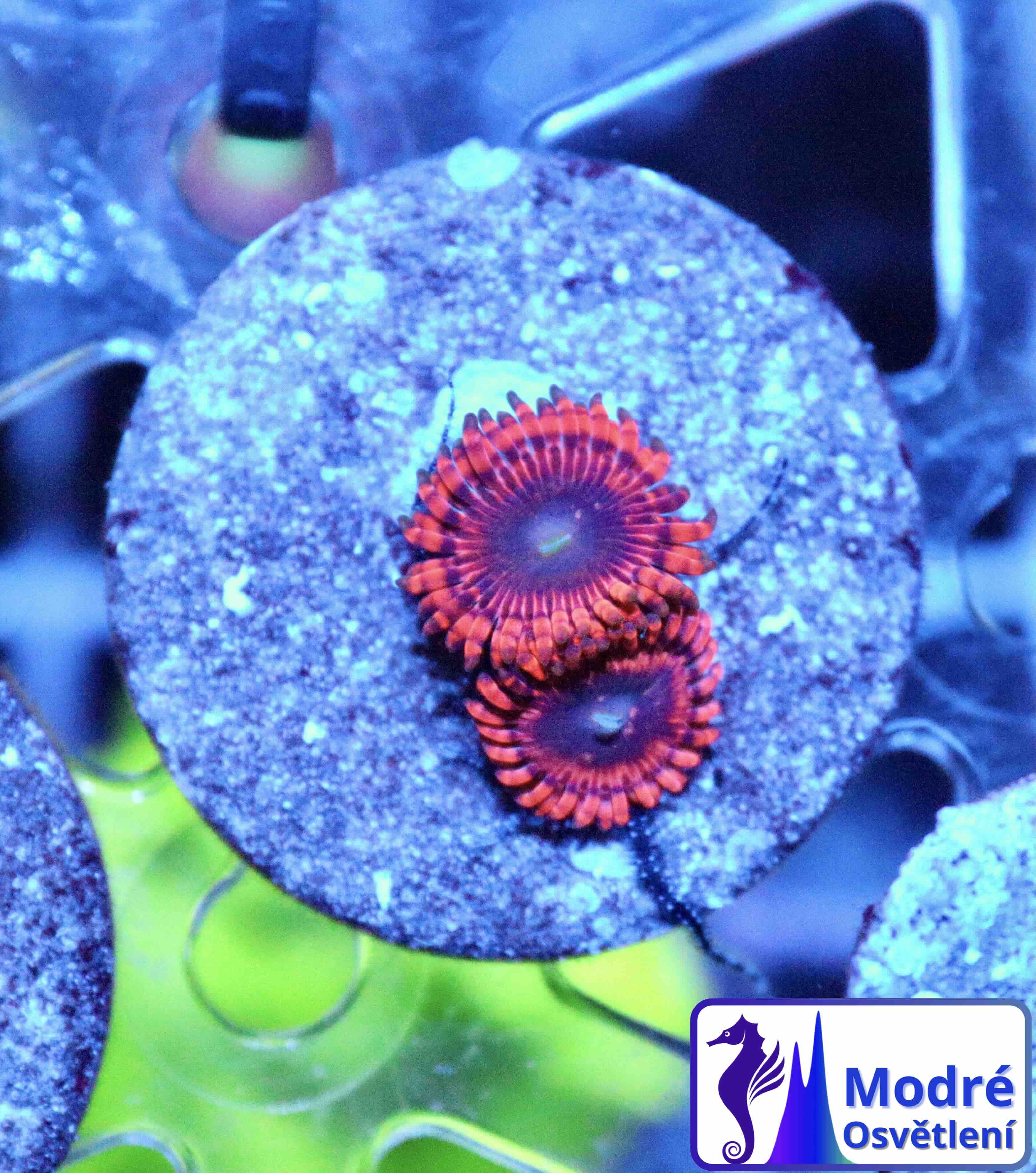 Zoanthus Lunar Eclipse, WYSIWYG102.1