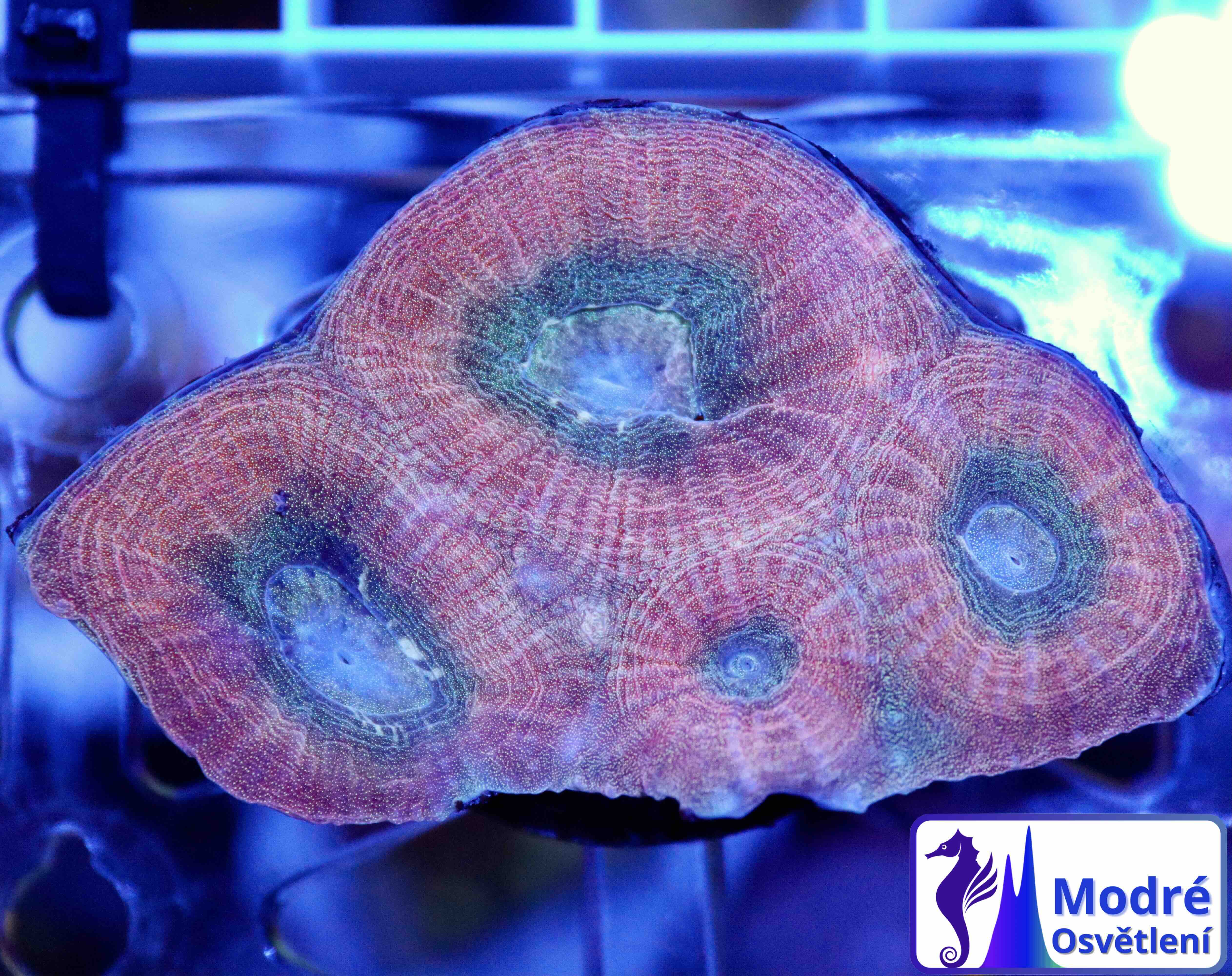 Favia Reverse Prism (M/L), WYSIWYG5.1