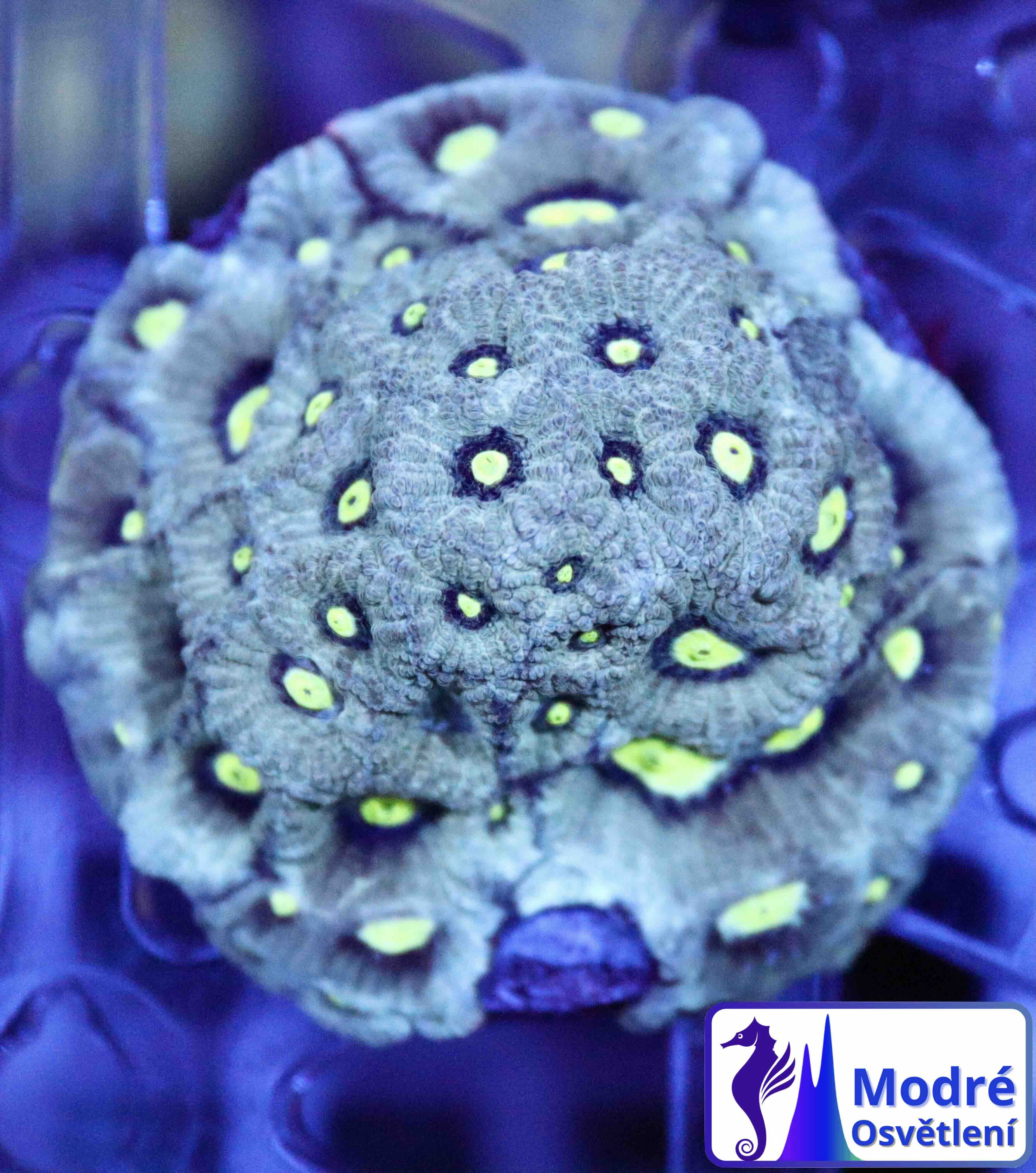 Favites Pentagona Green War Coral (M)
