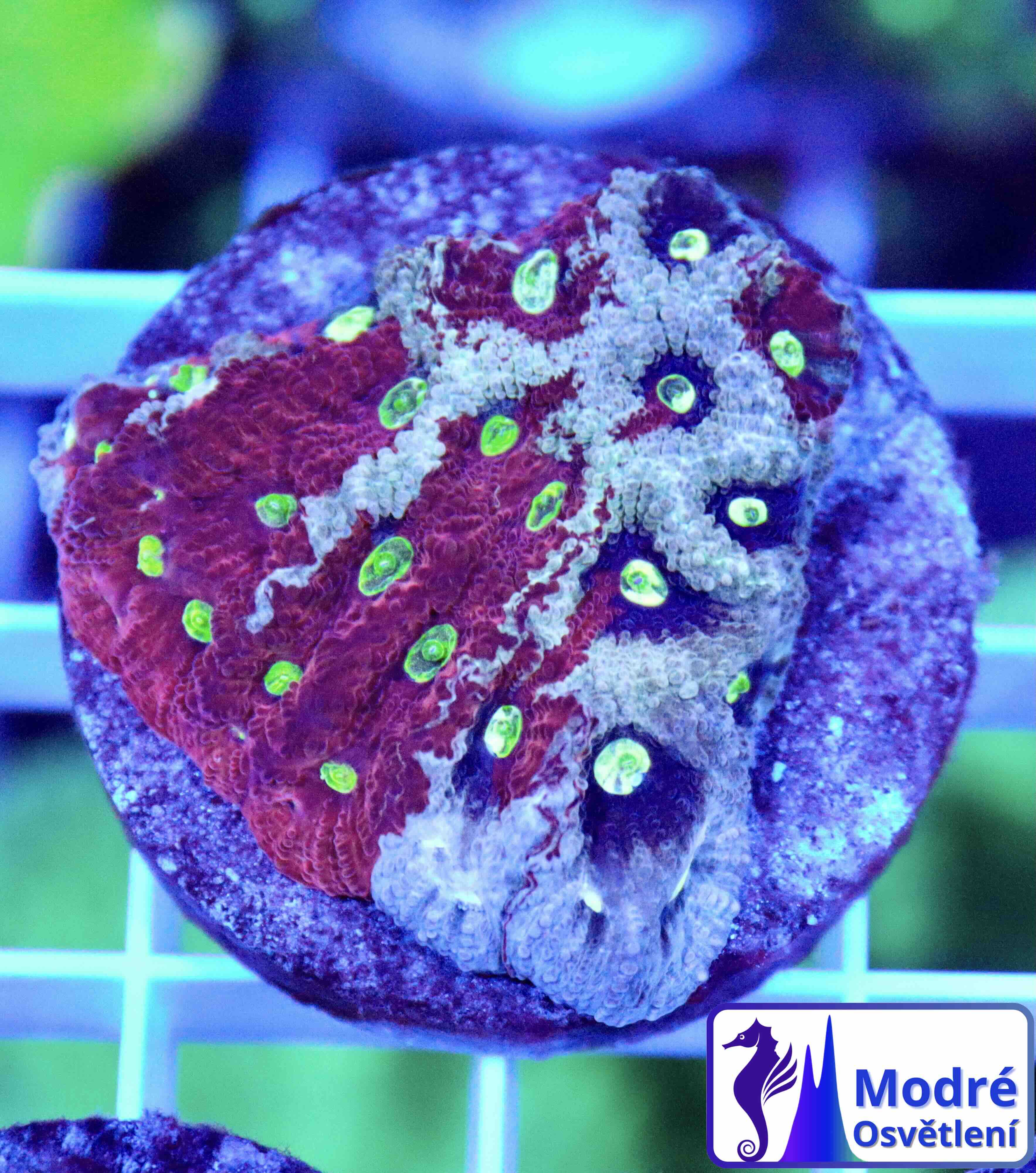 Favites Pentagona Premium War Coral (S/M)