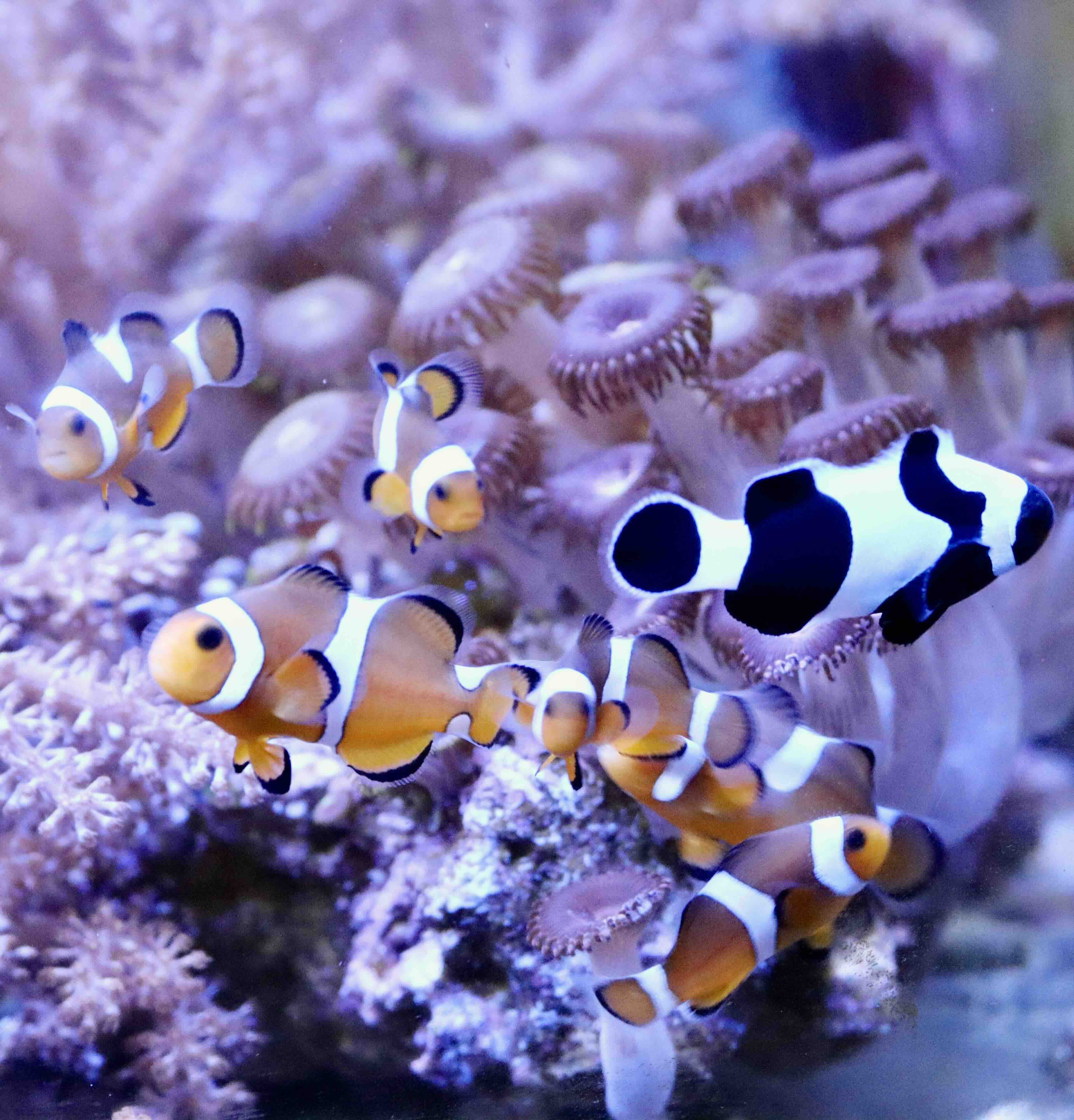 Amphiprion Ocellaris