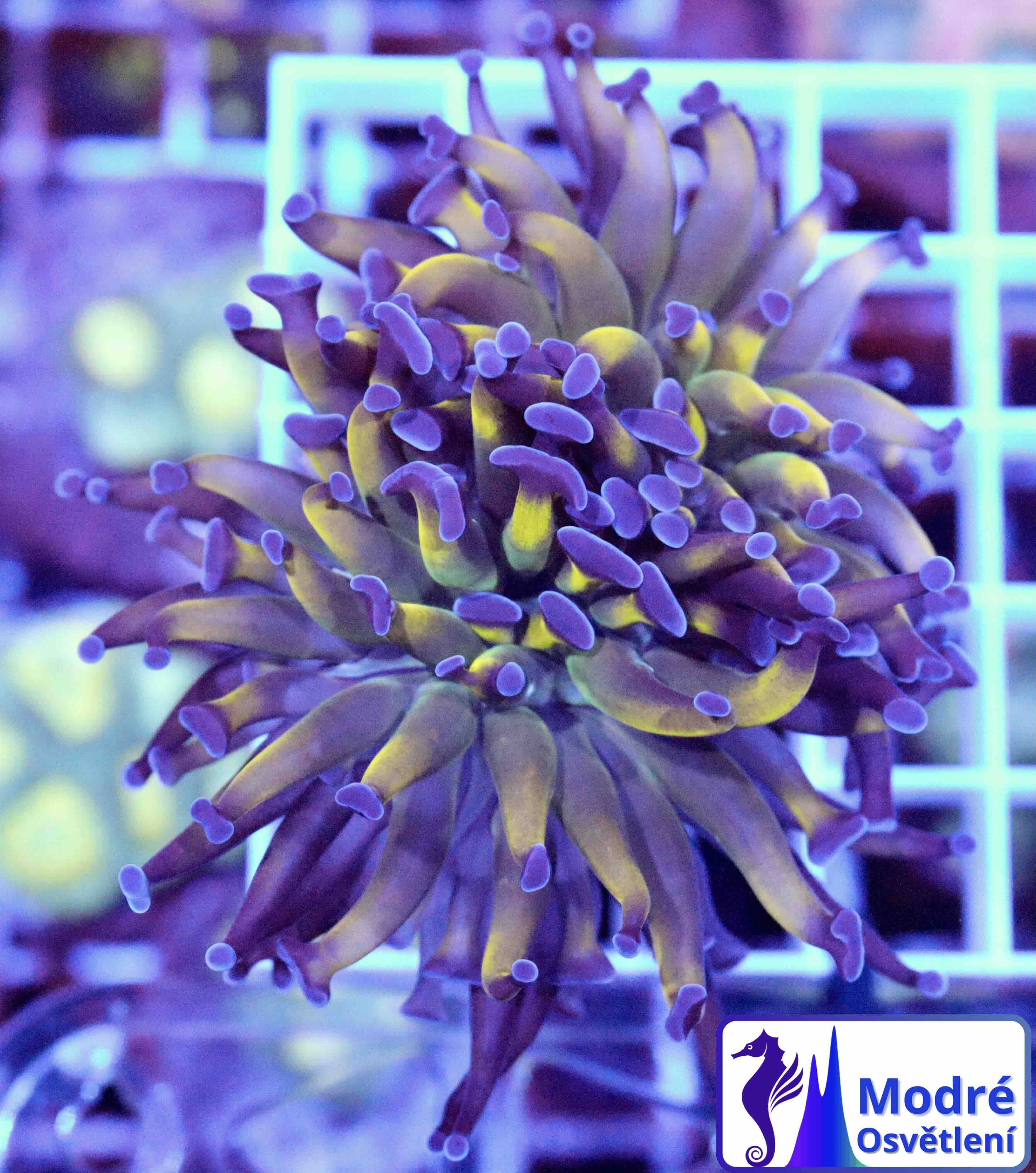 Euphyllia paraancora Two Tone (2 hlavy), WYSIWYG40,9