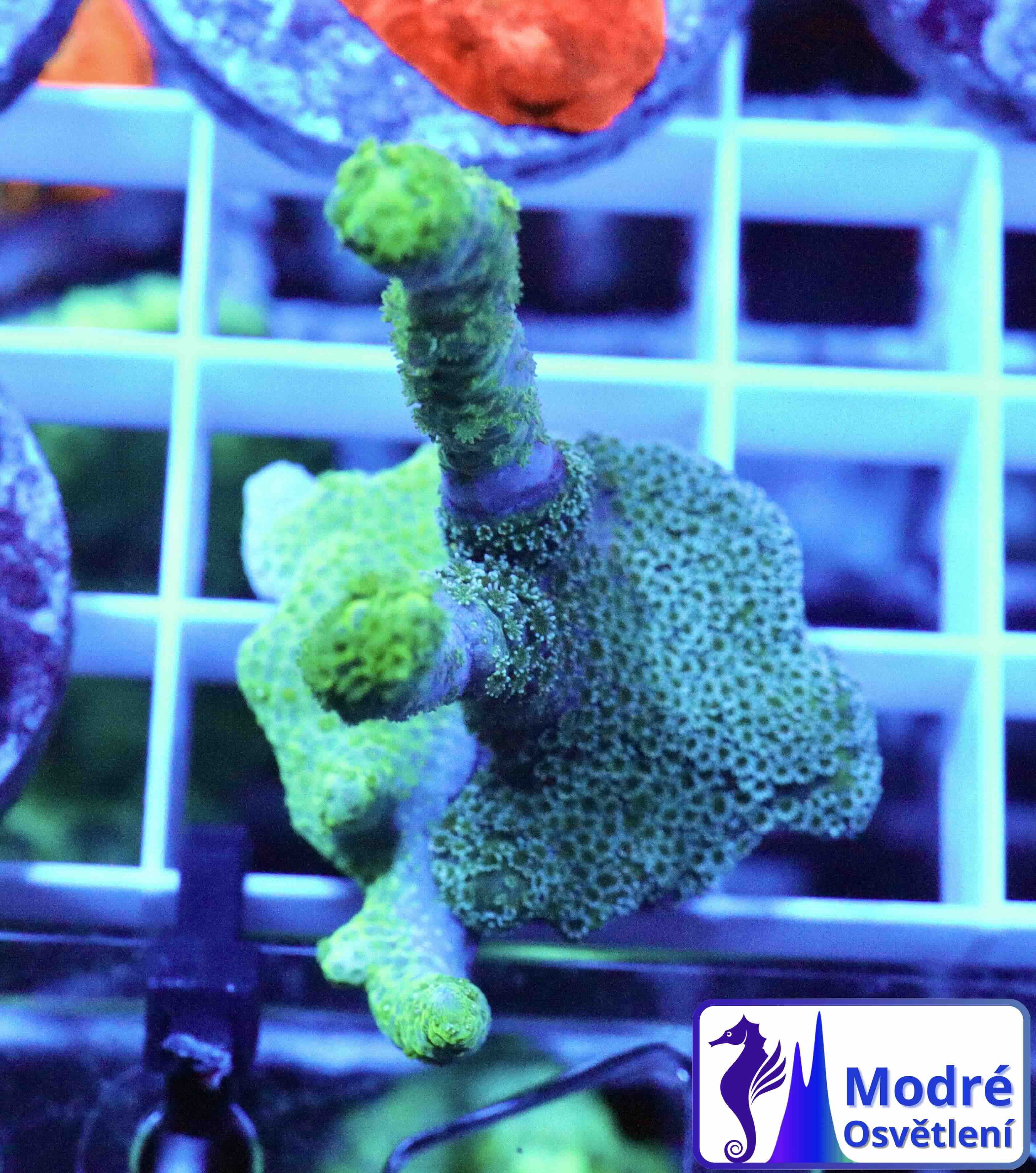 Montipora digitata Duo - Green & Blue (M), WYSIWYG27.1