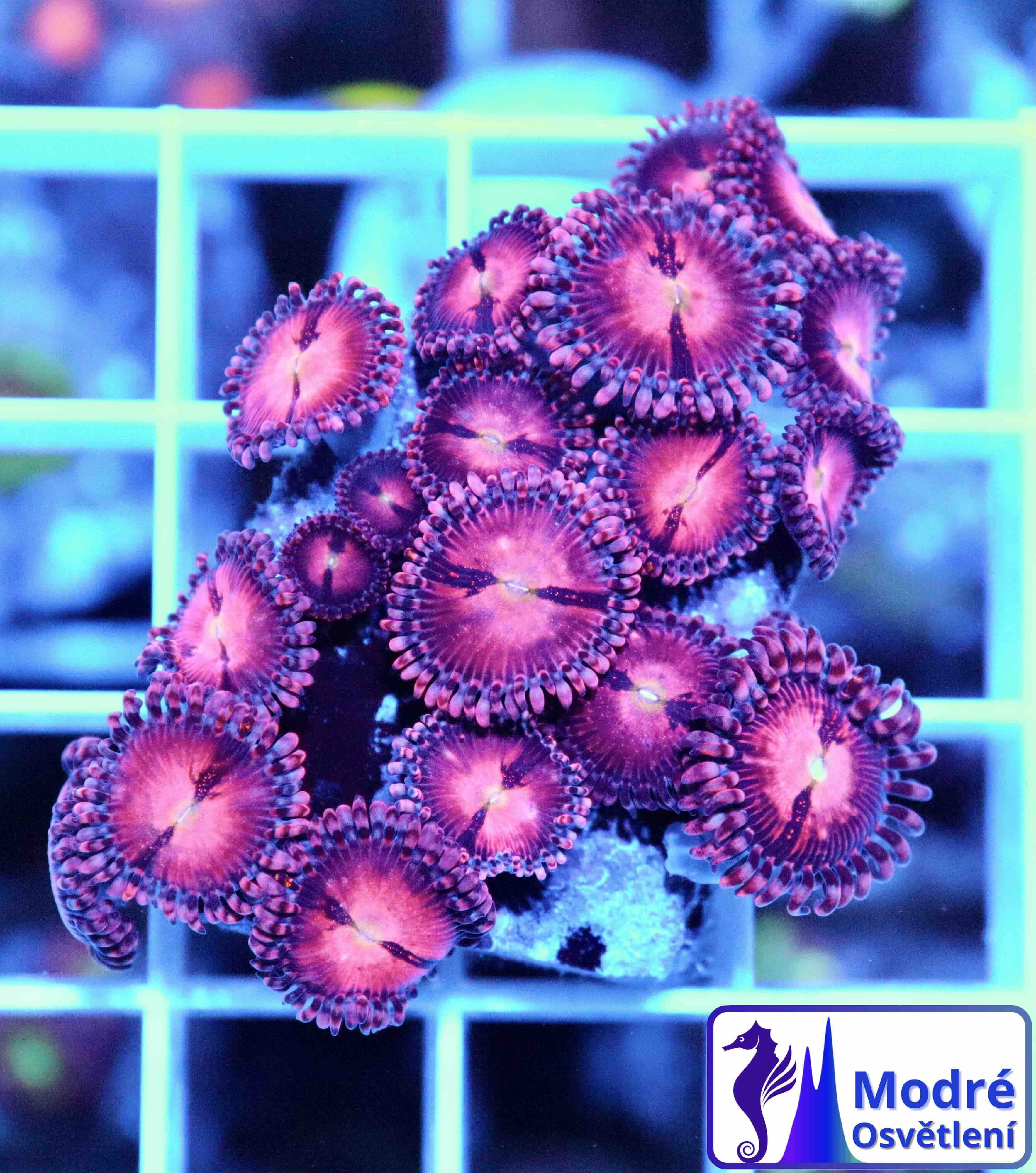 Zoanthus Alien Explosion (L), WYSIWYG116.1