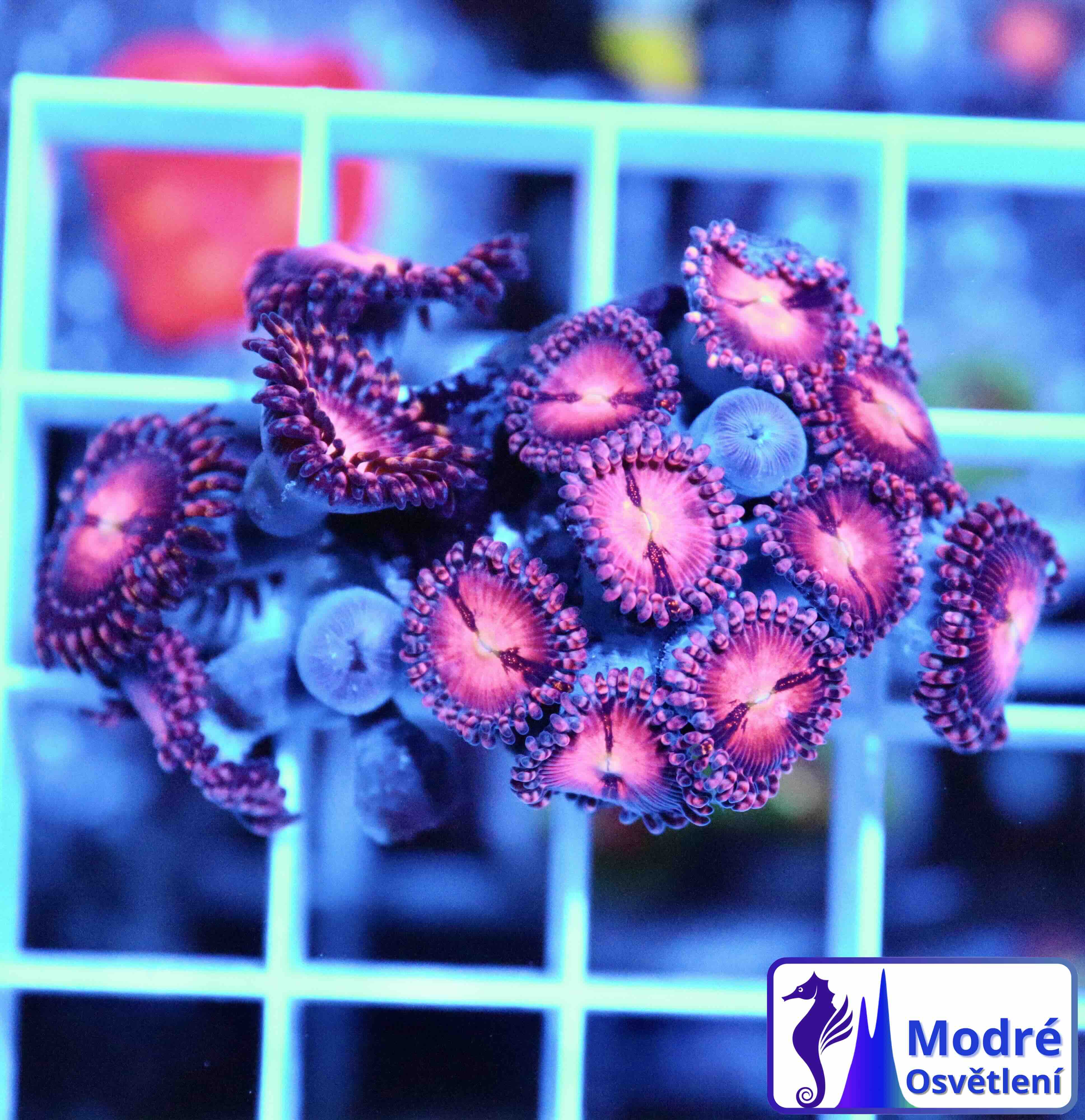 Zoanthus Alien Explosion (L), WYSIWYG116.2