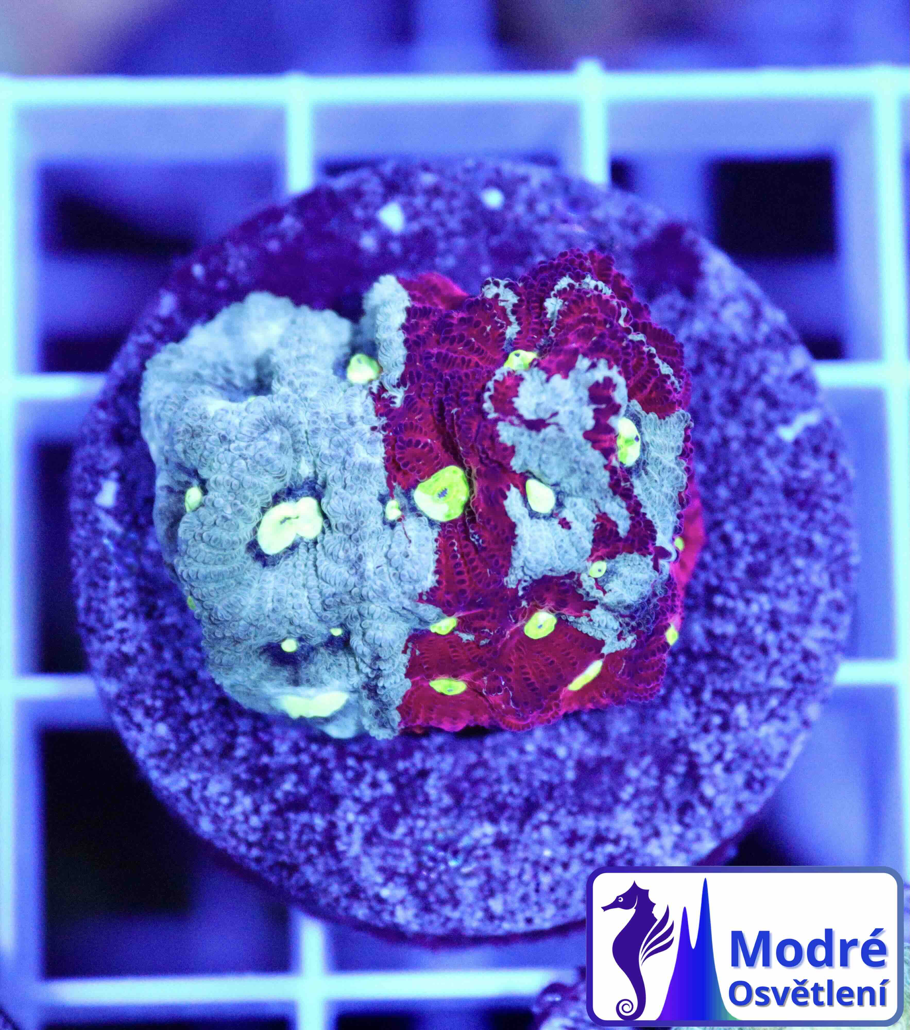 Favites Pentagona Premium War Coral (S/M), WYSIWYG31.3