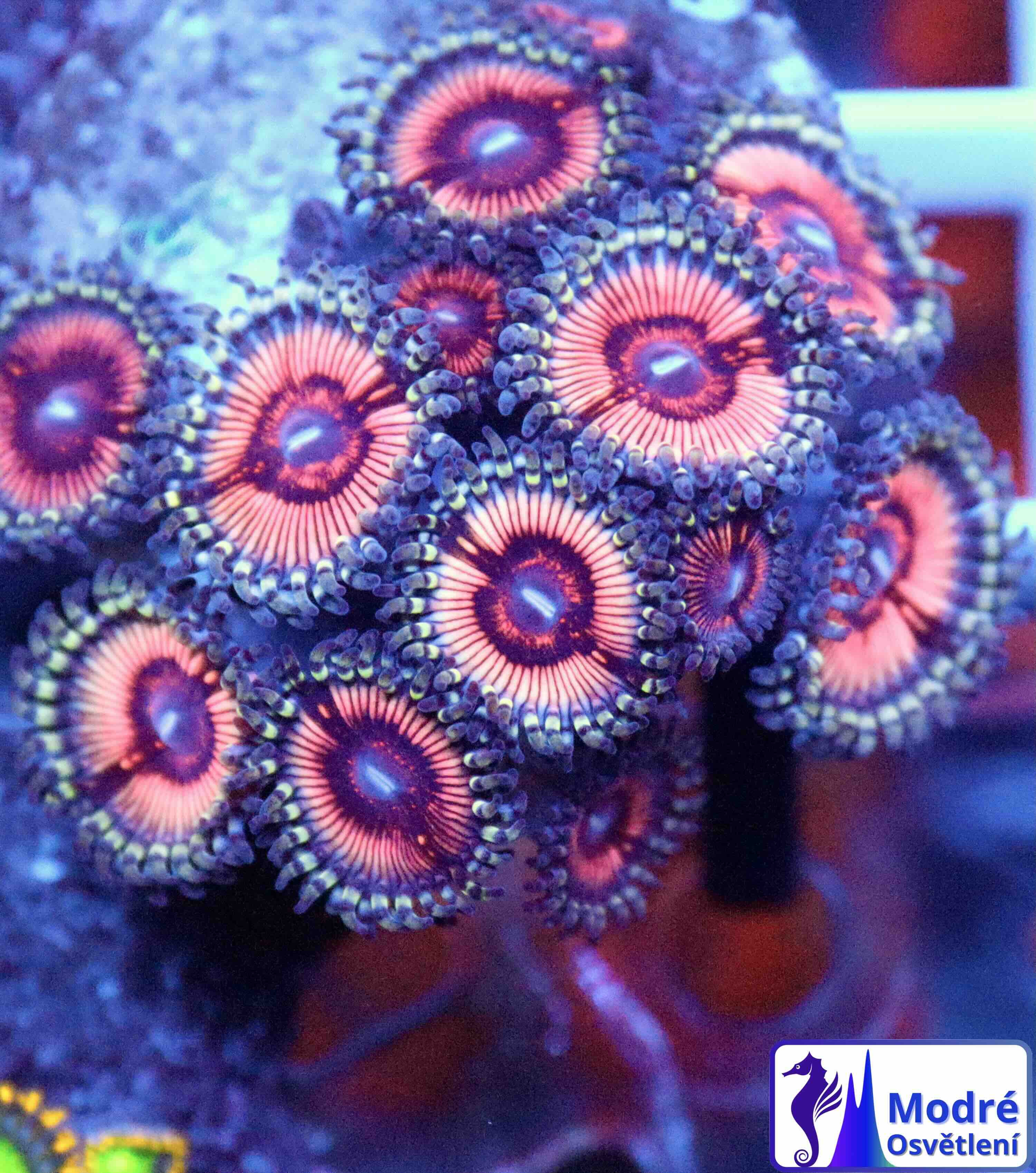 Zoanthus Cotton Candy