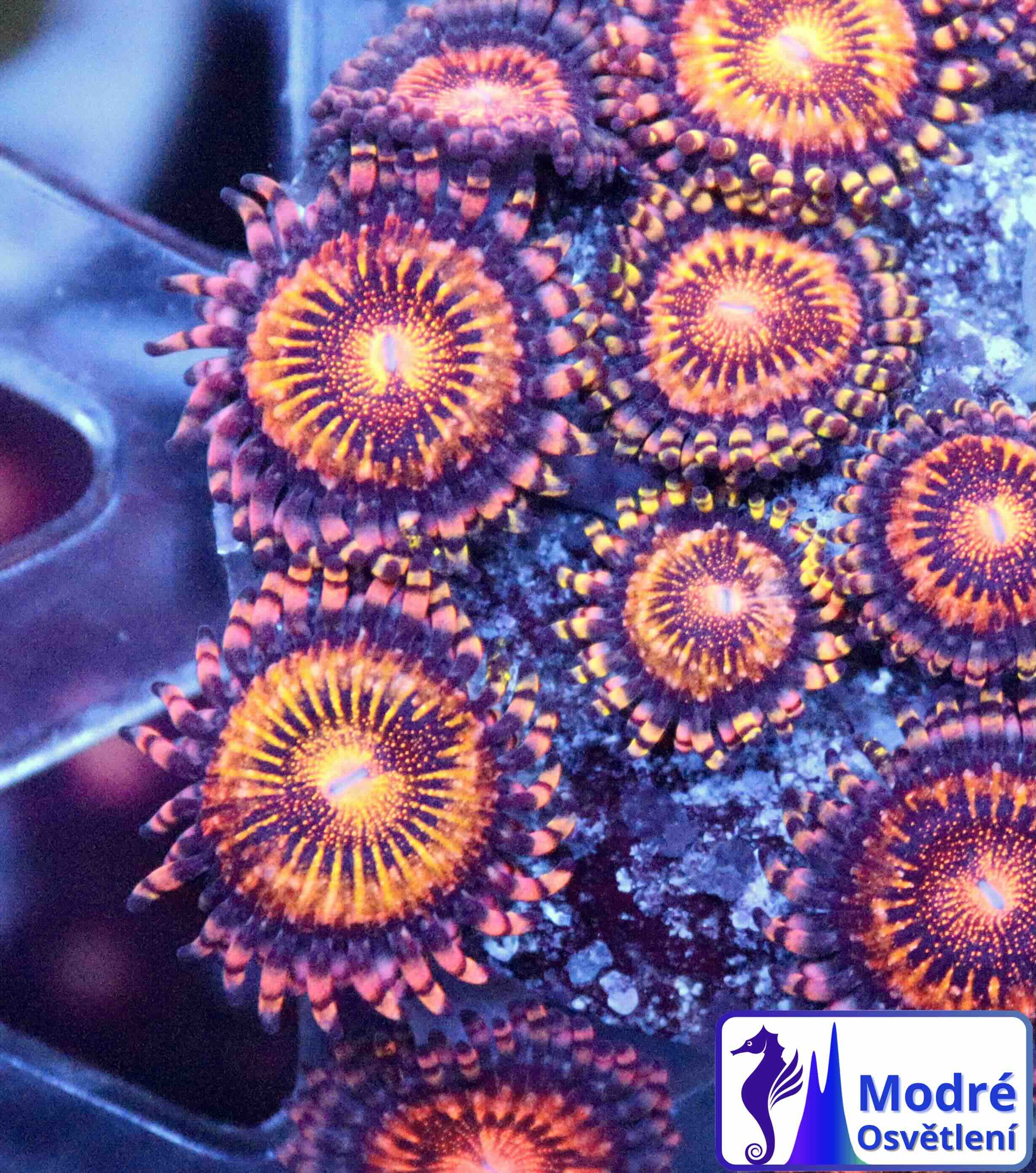 Zoanthus Pink and Gold