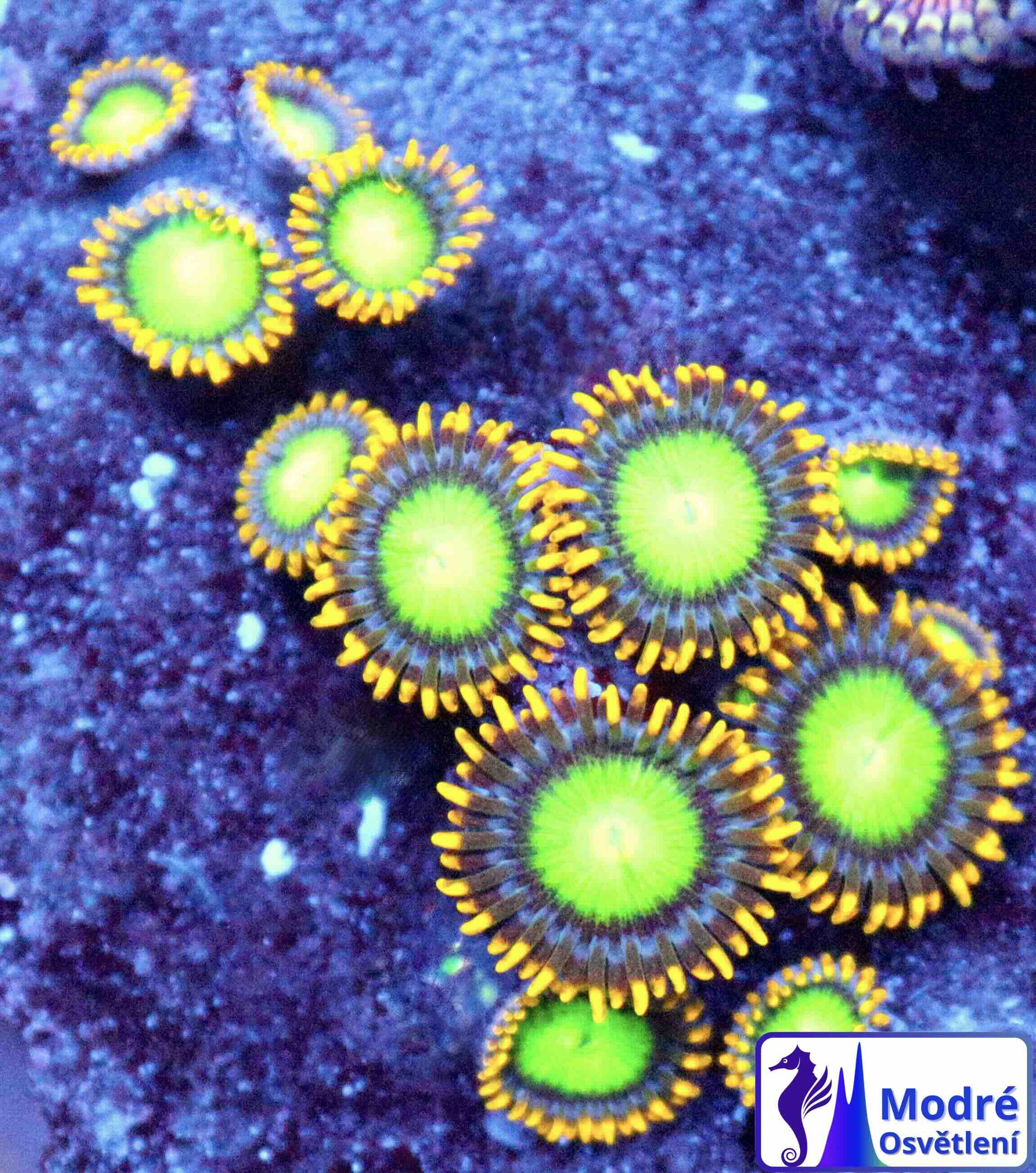 Zoanthus Radioactive dragon eye