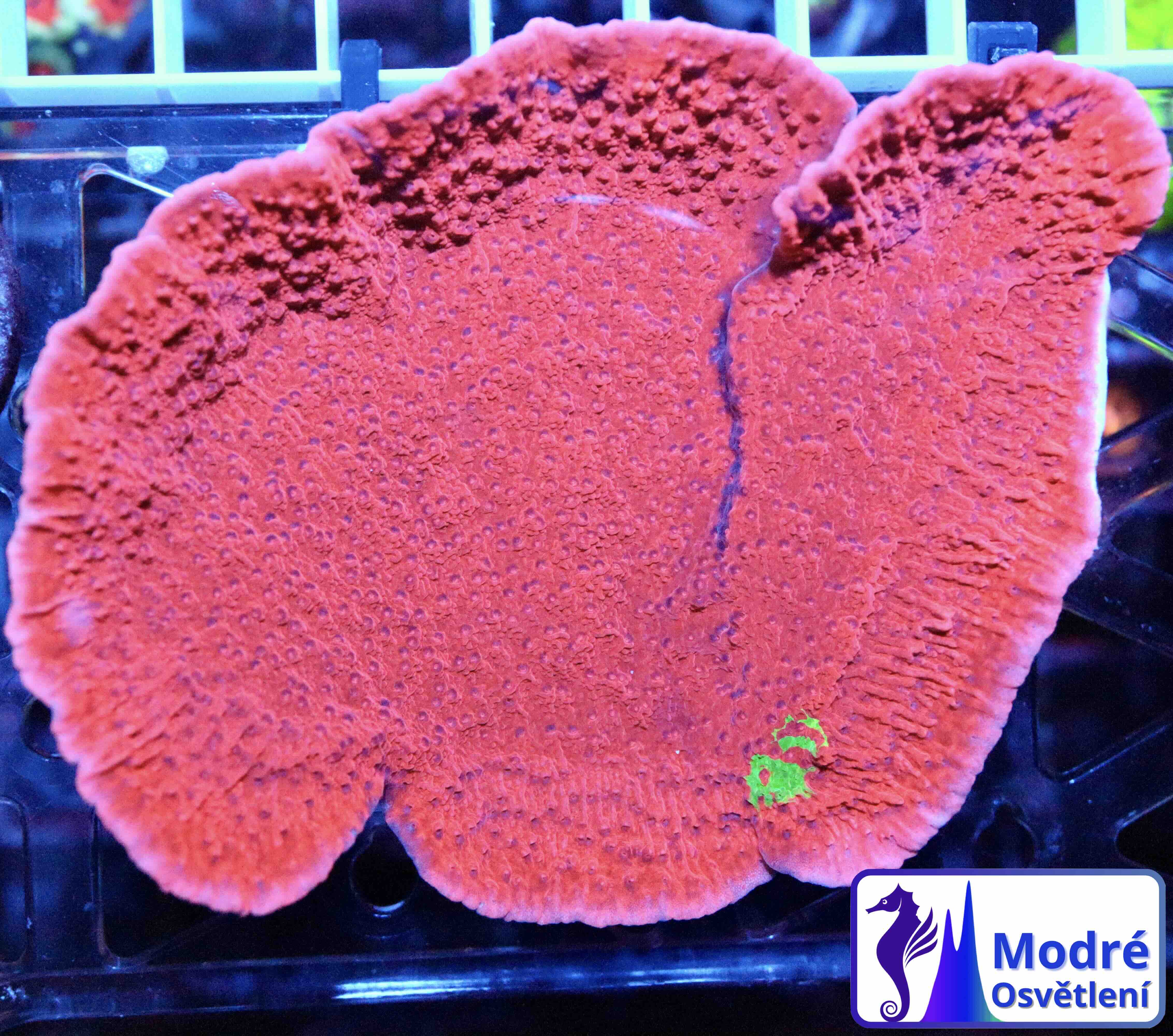 Montipora Crafted Green/Red (L), WYSIWYG04.3