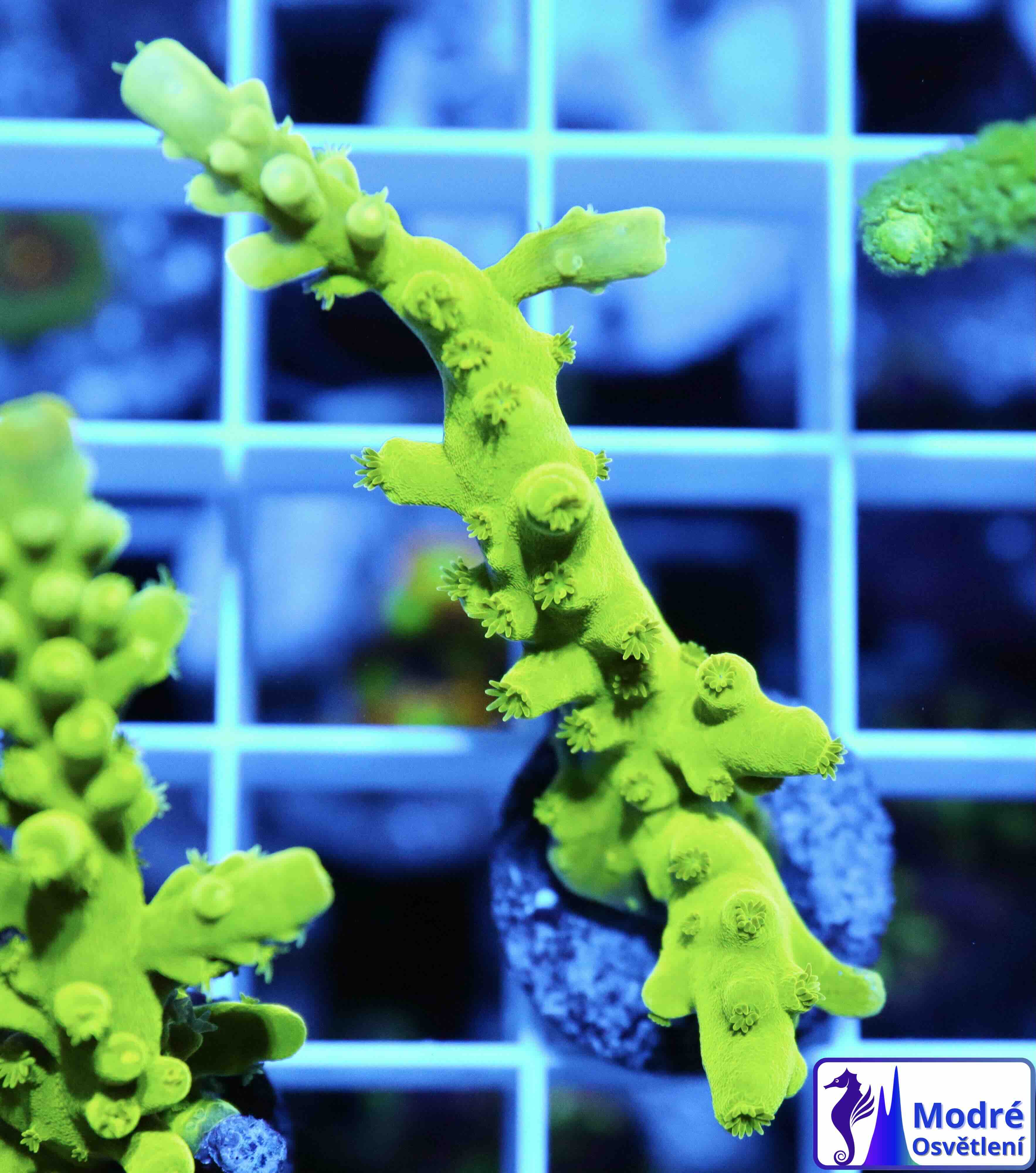 Acropora Frogskin (M), WYSIWYG018.1