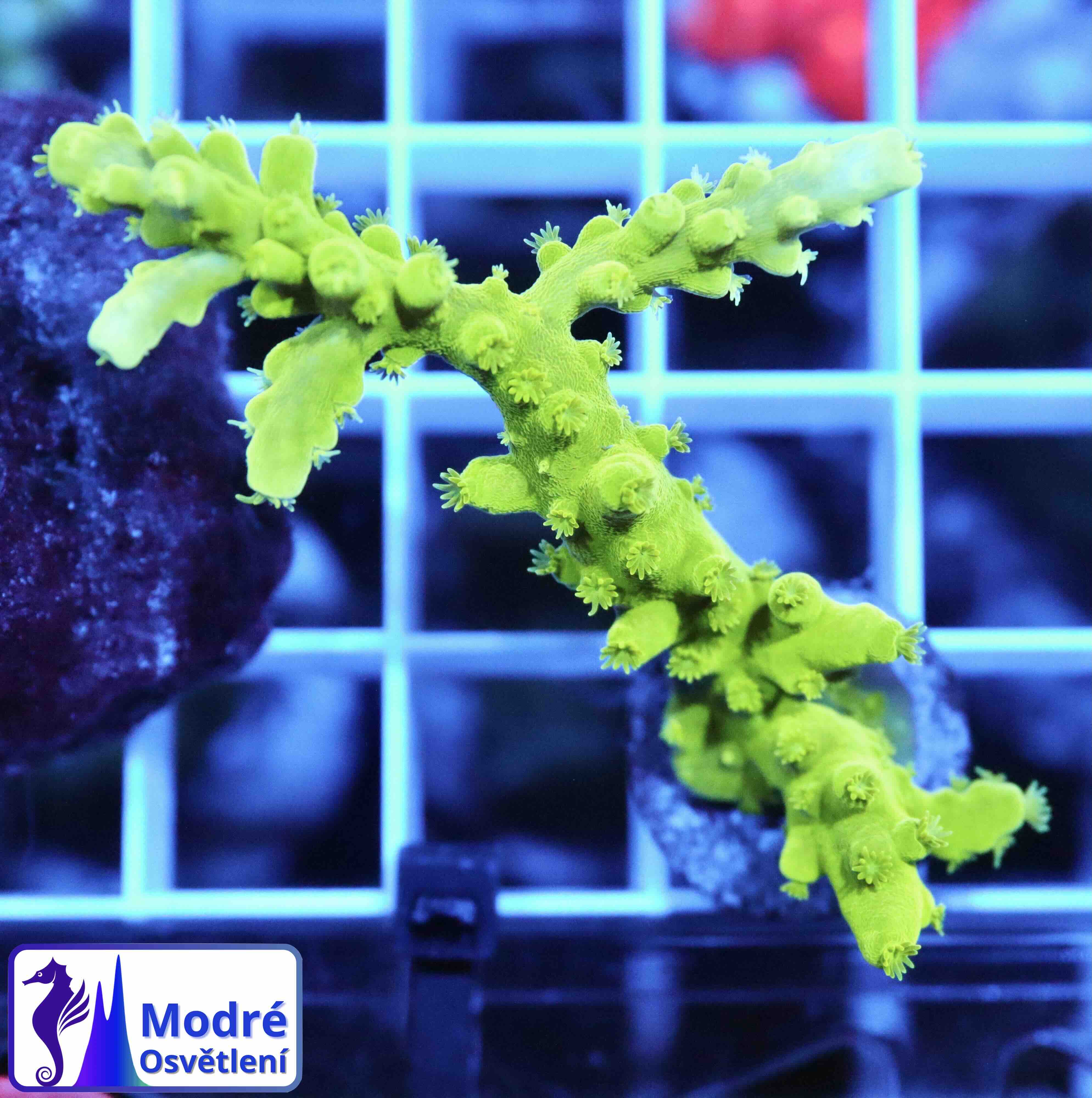 Acropora Frogskin (M), WYSIWYG018.1