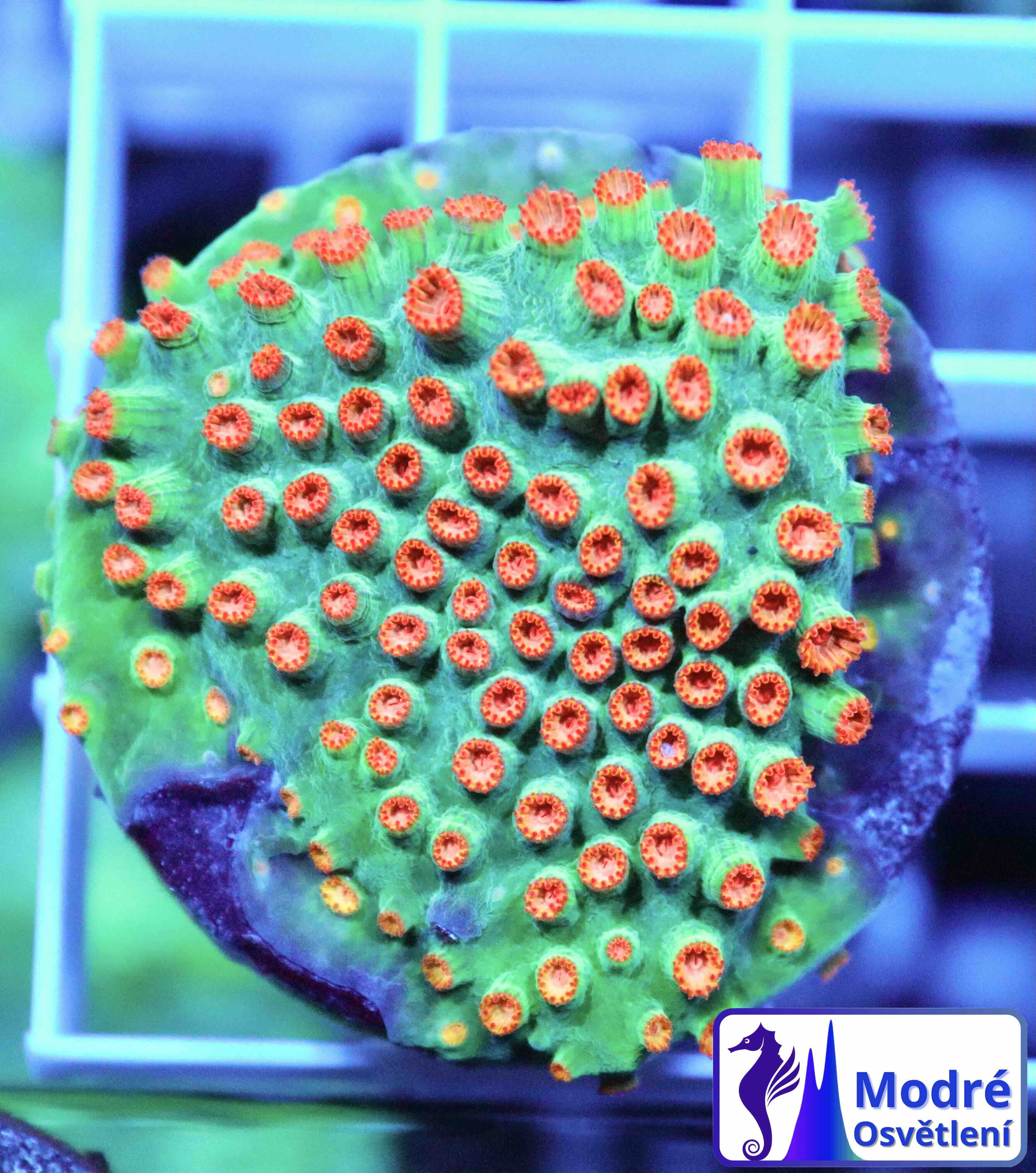 Cyphastrea Jingle Bells (S/M)