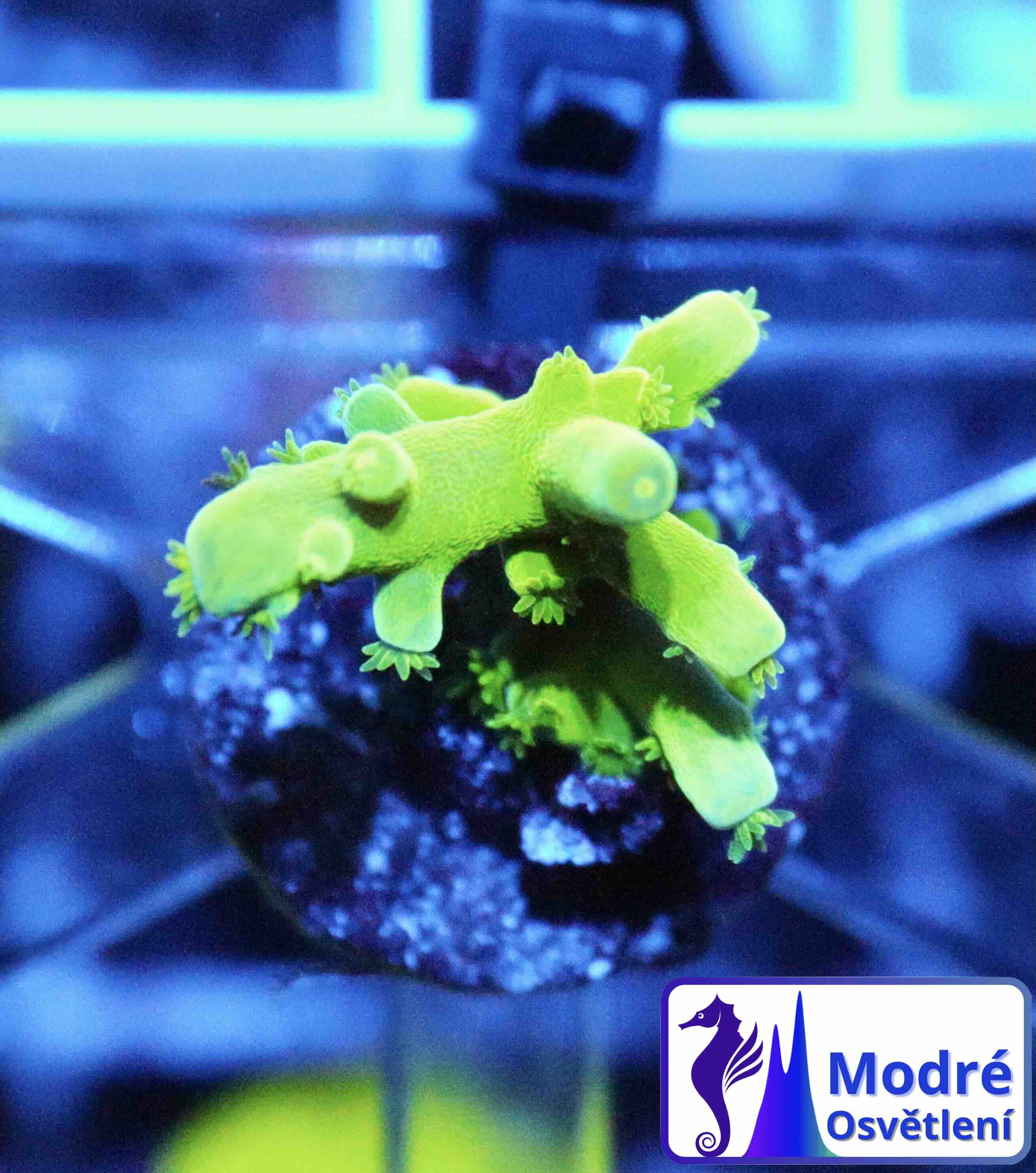 Acropora Frogskin (XS), WYSIWYG018.2