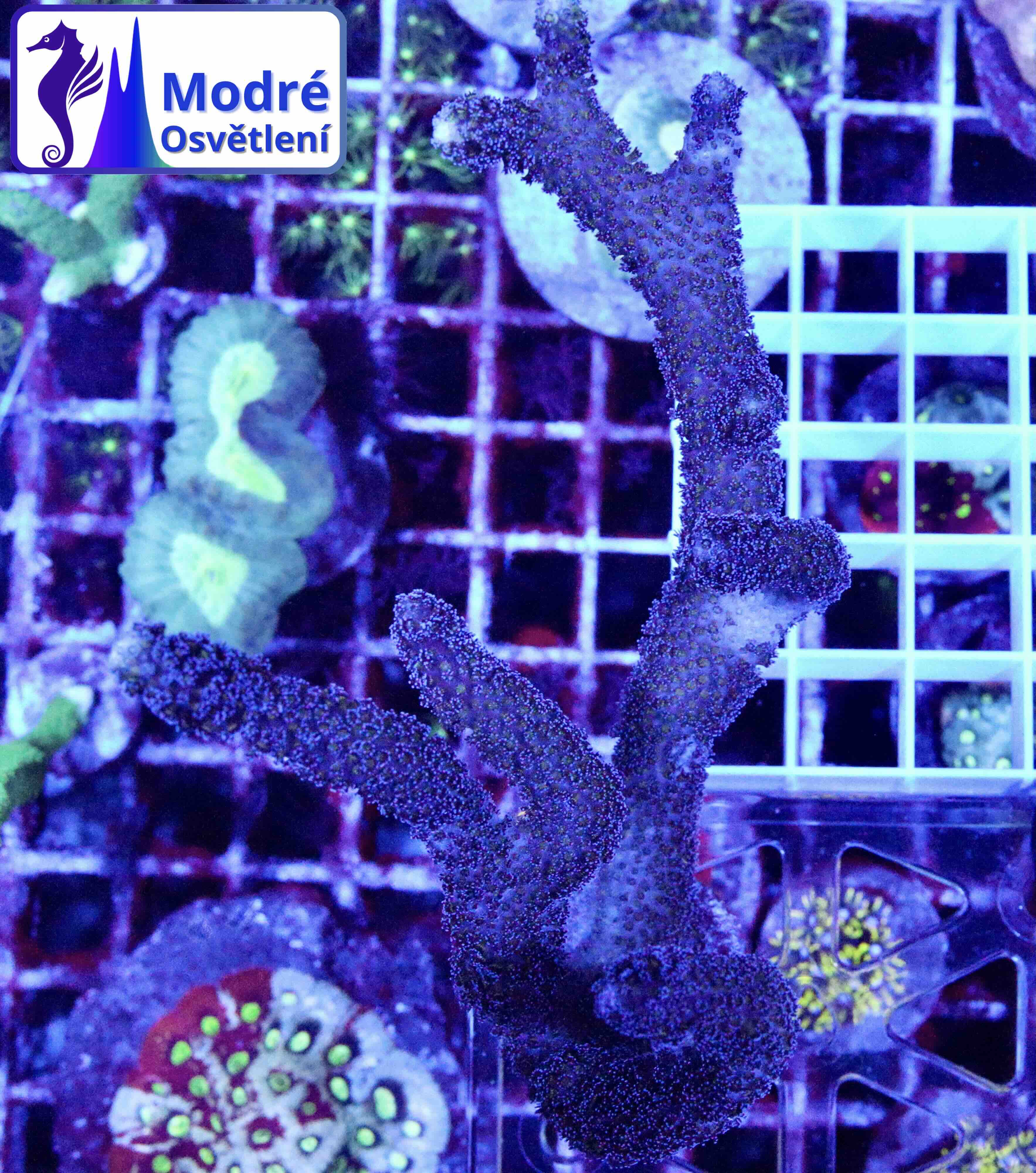 Stylophora Milka (L/XL), WYSIWYG112.3