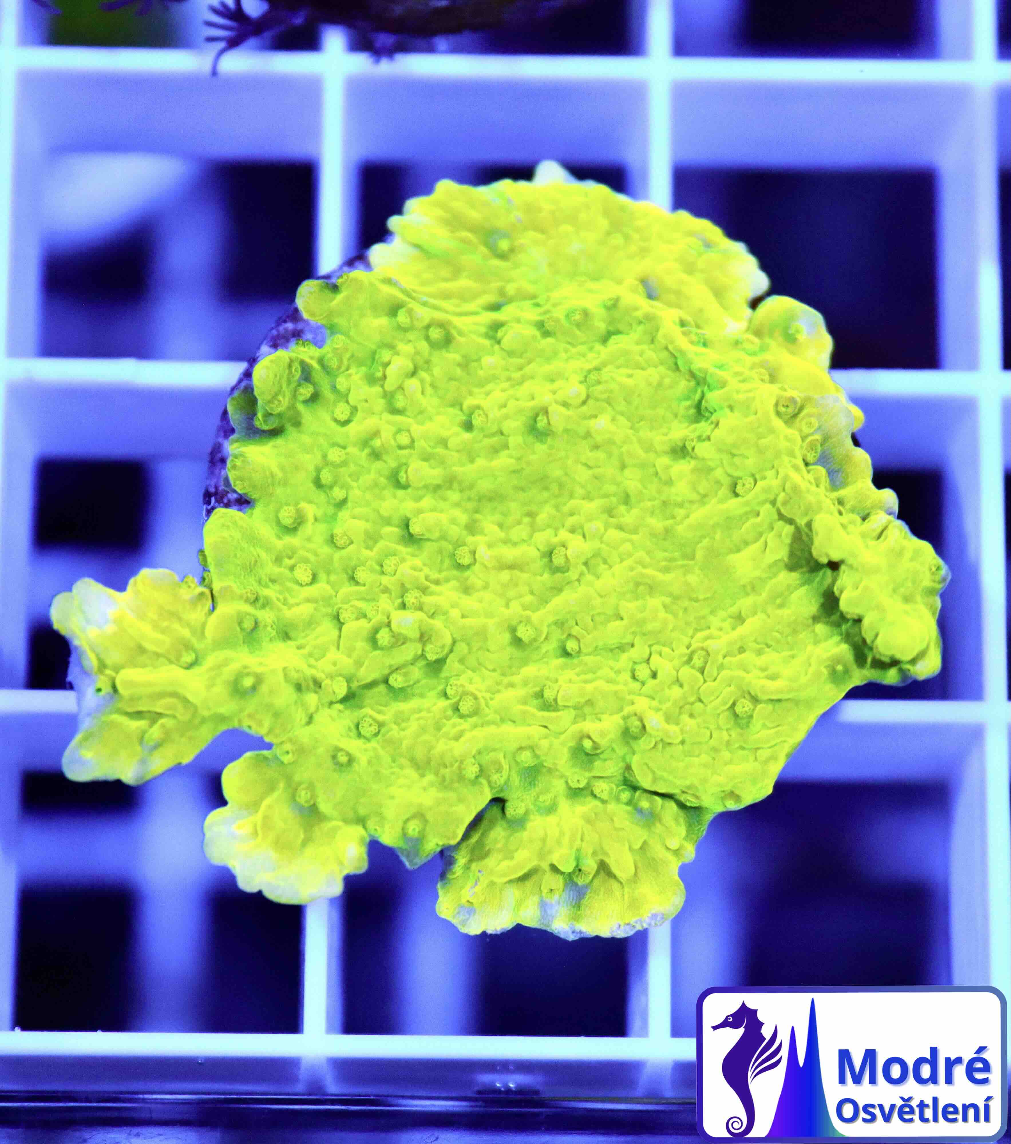 Montipora ultra green (S)