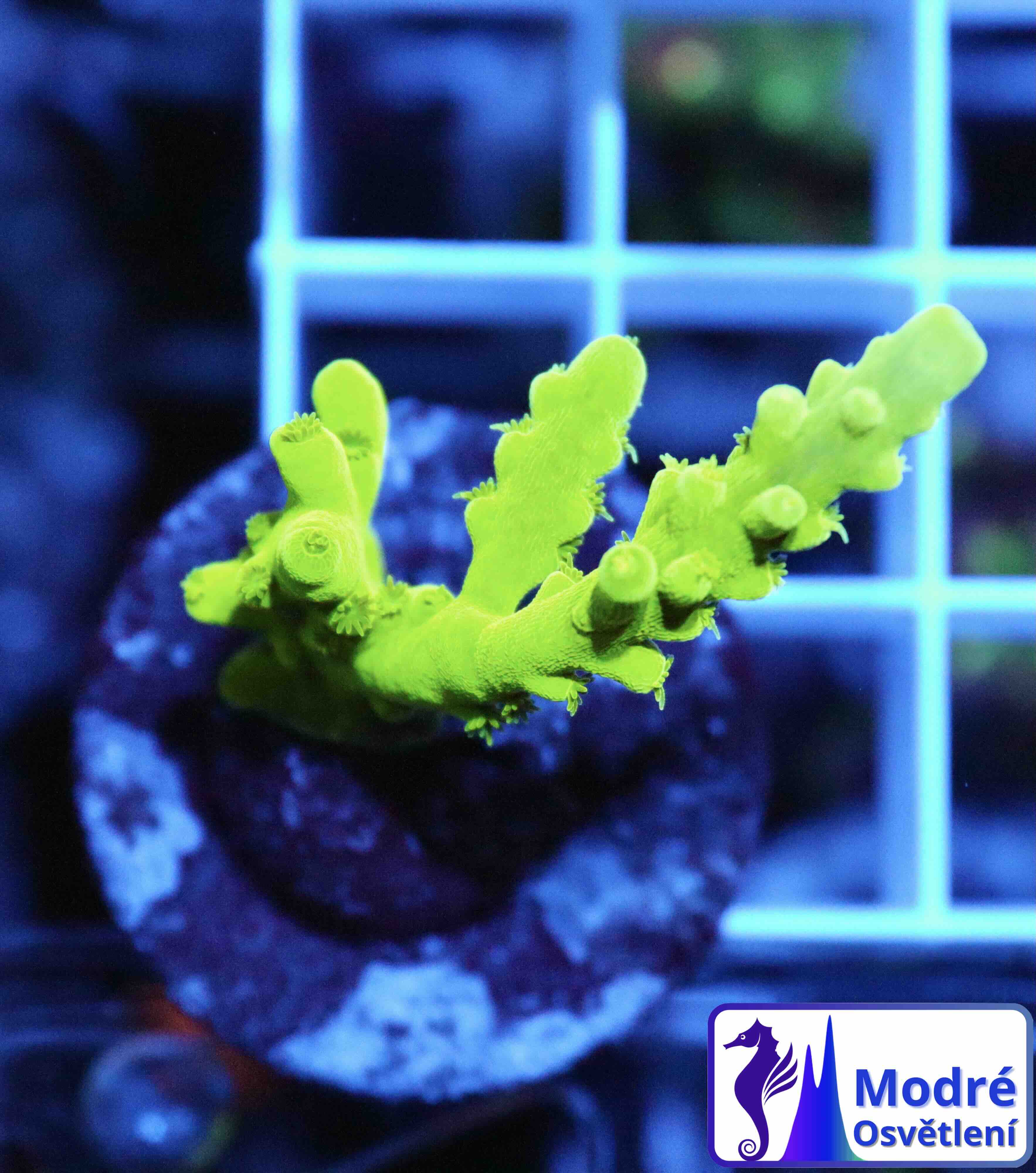 Acropora Frogskin (XS/S), WYSIWYG018.3