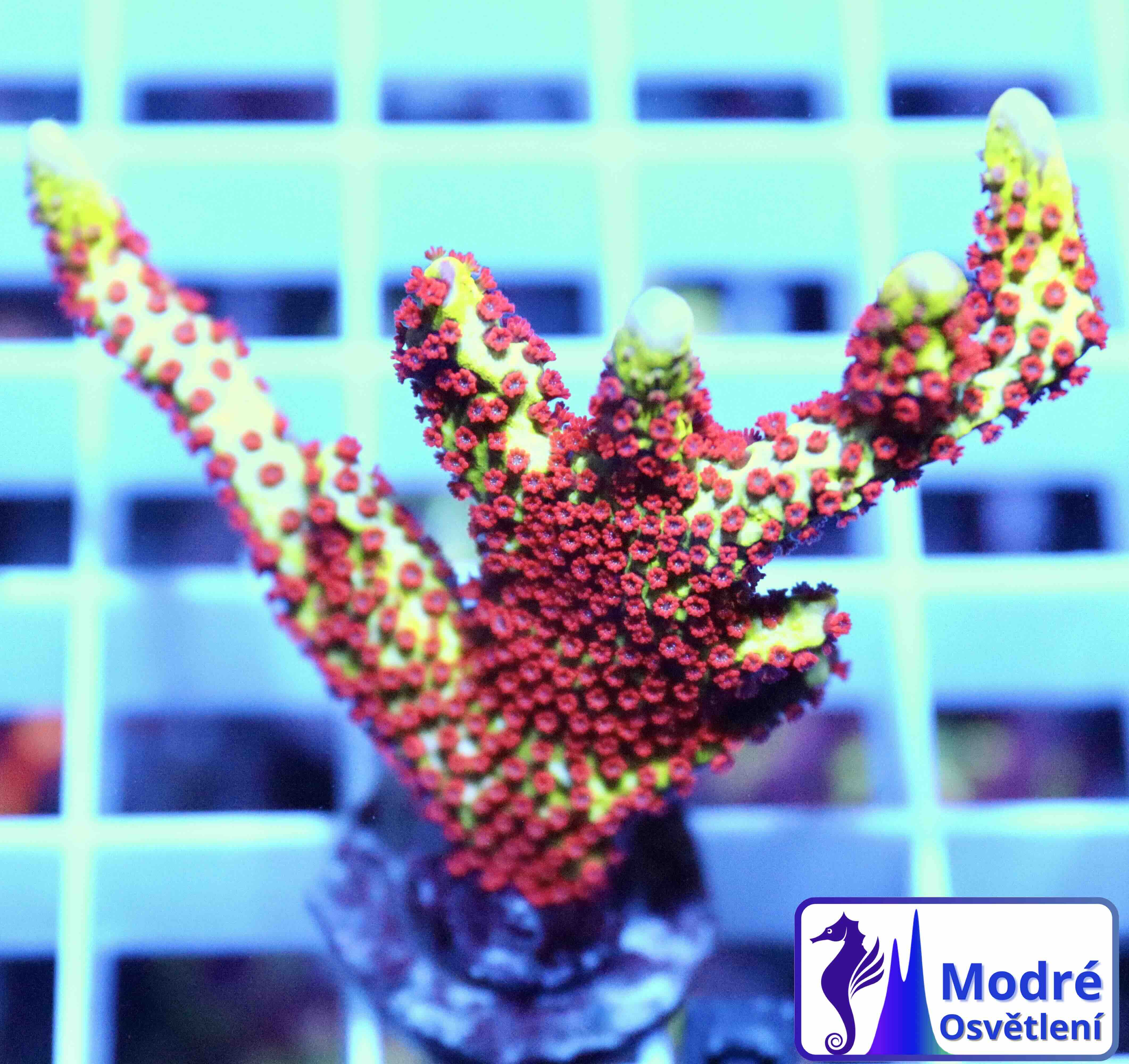 Montipora digitata Fire Forest, Typ A (M)