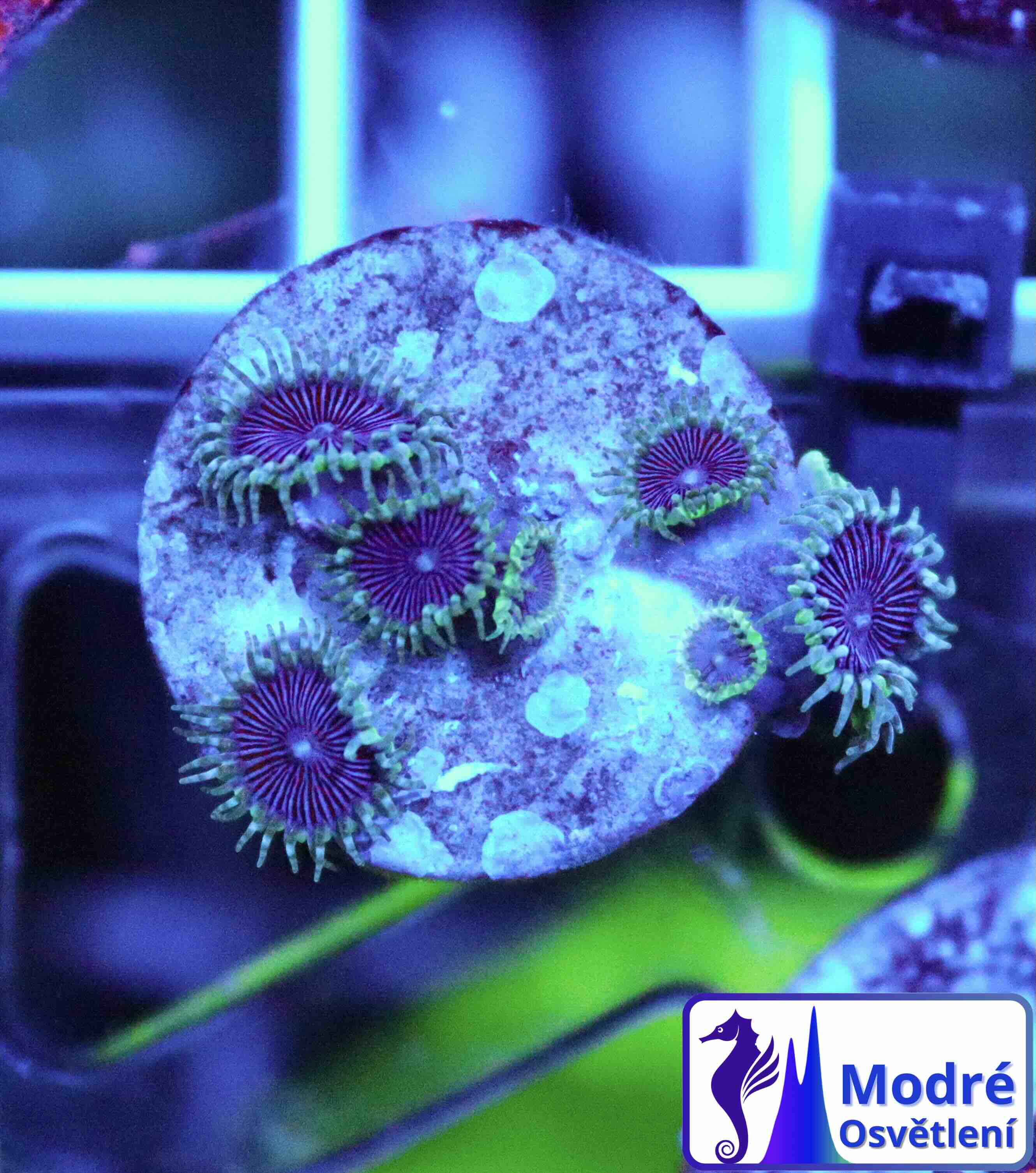 Palythoa Purple Death (M), WYSIWYG103.1