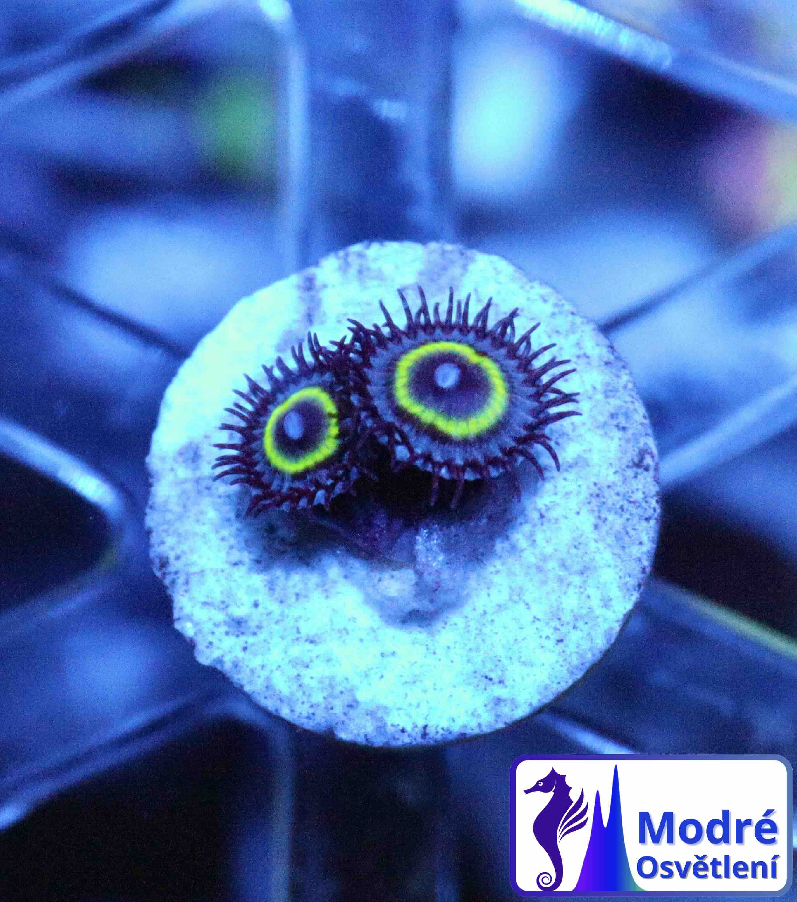 Zoanthus "WOW Paly", WYSIWYG105.1