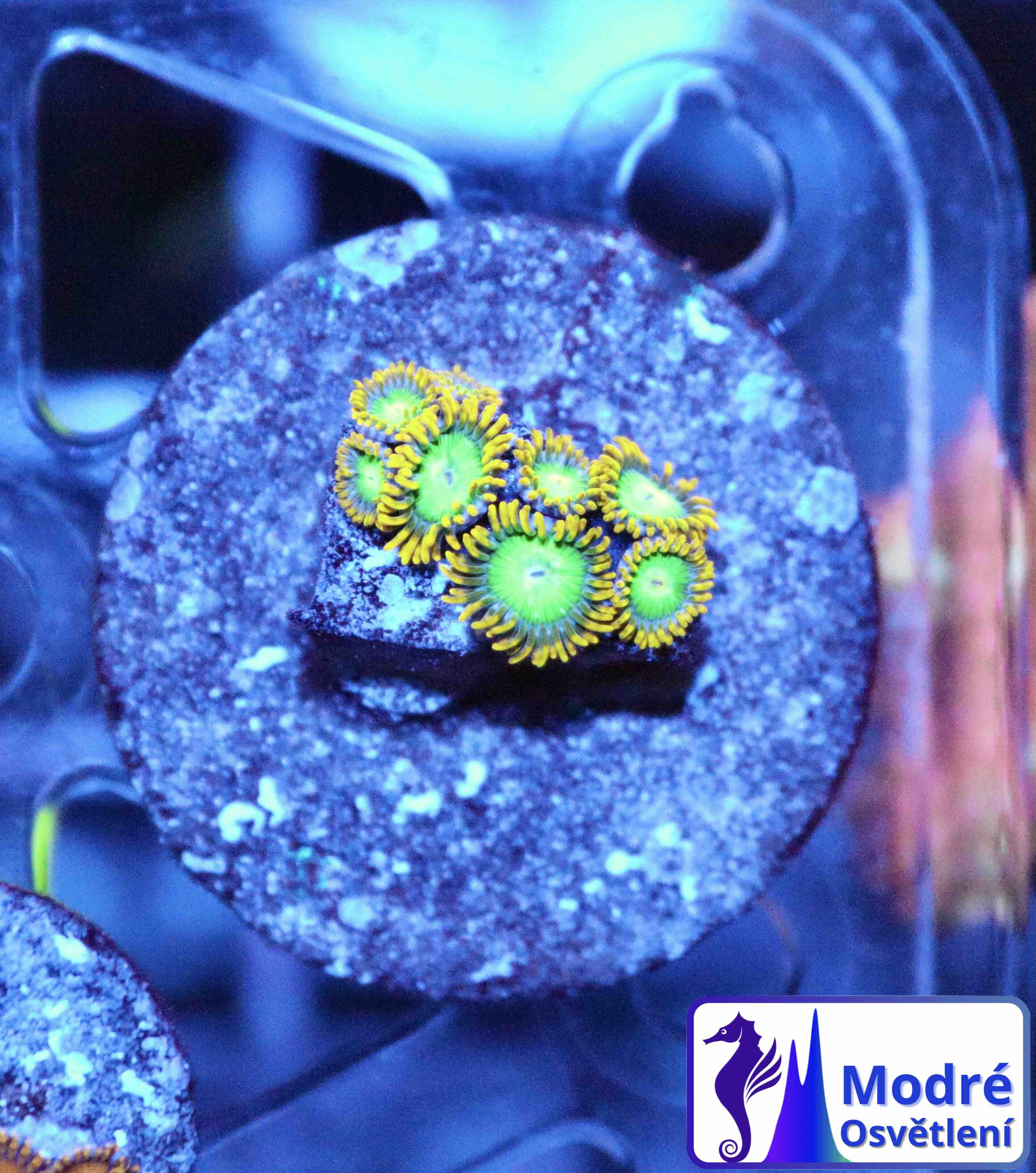 Zoanthus Radioactive dragon eye (M/L), WYSIWYG107.6