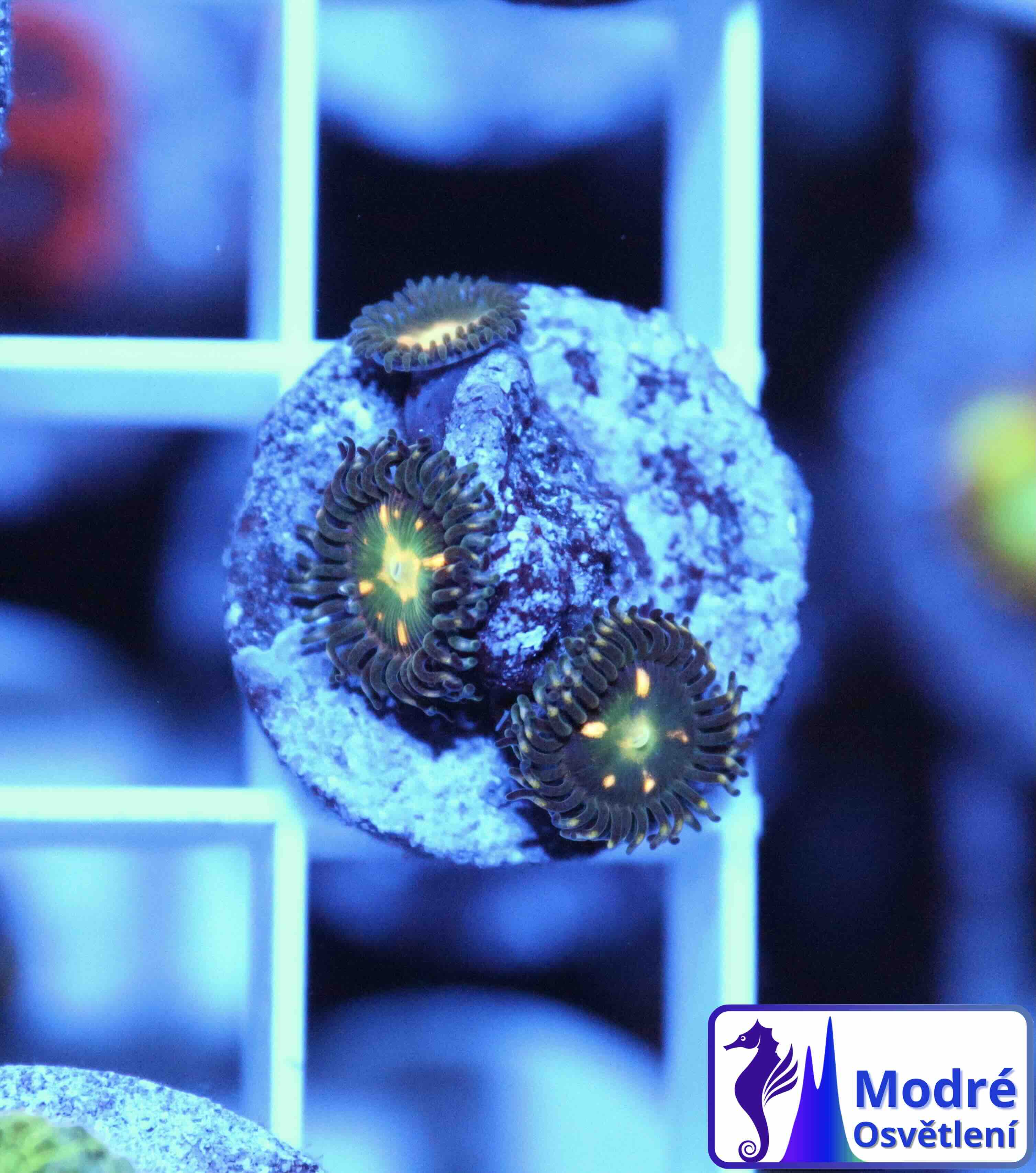 Zoanthus "dark" (S/M), WYSIWYG107.7