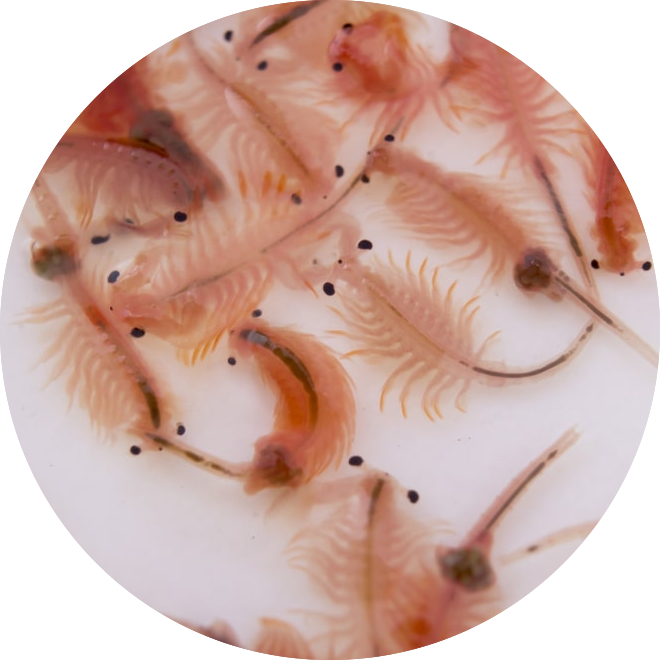 Live baby Artemia, 500ml